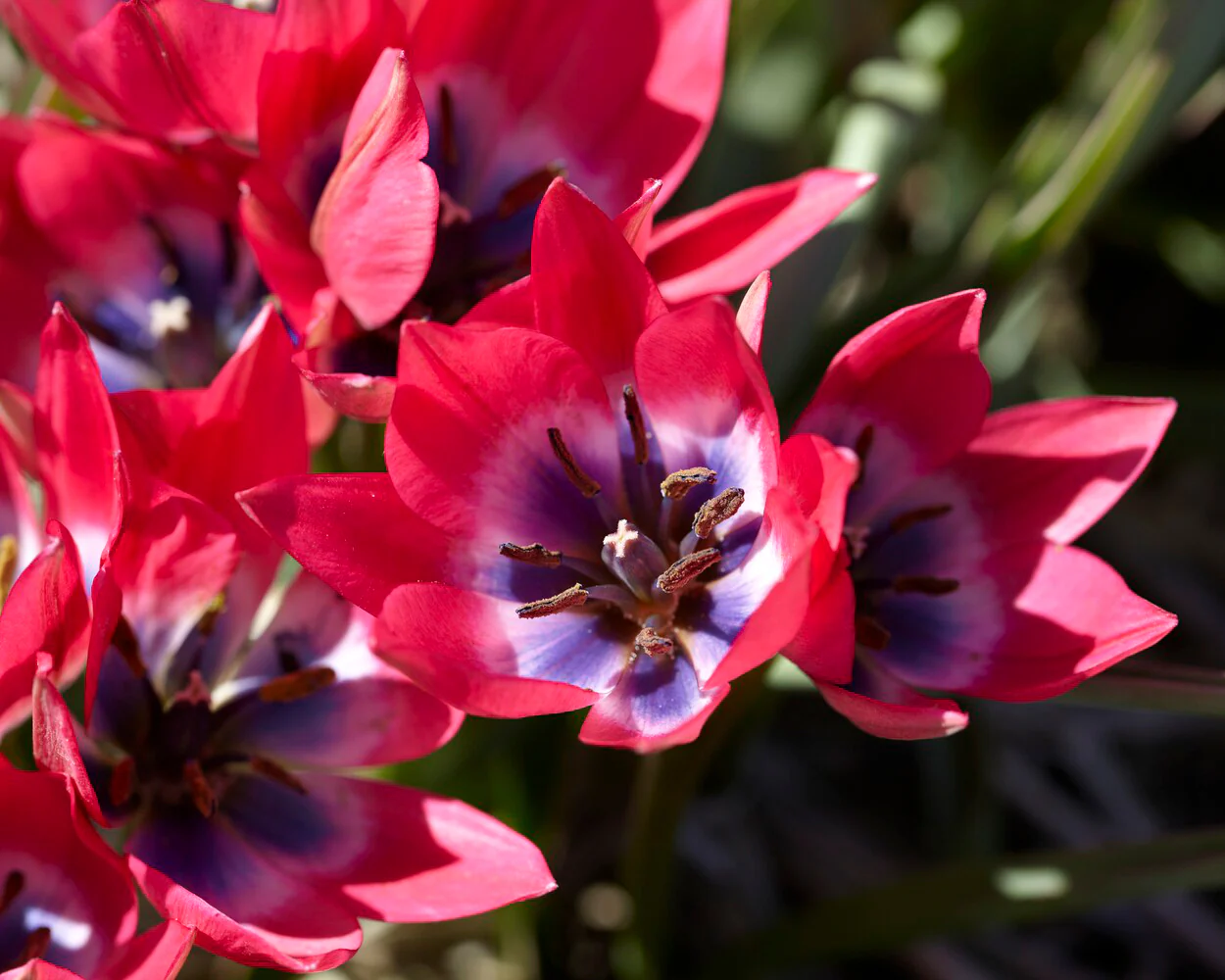 Tulip 'Little Beauty' - Image 10