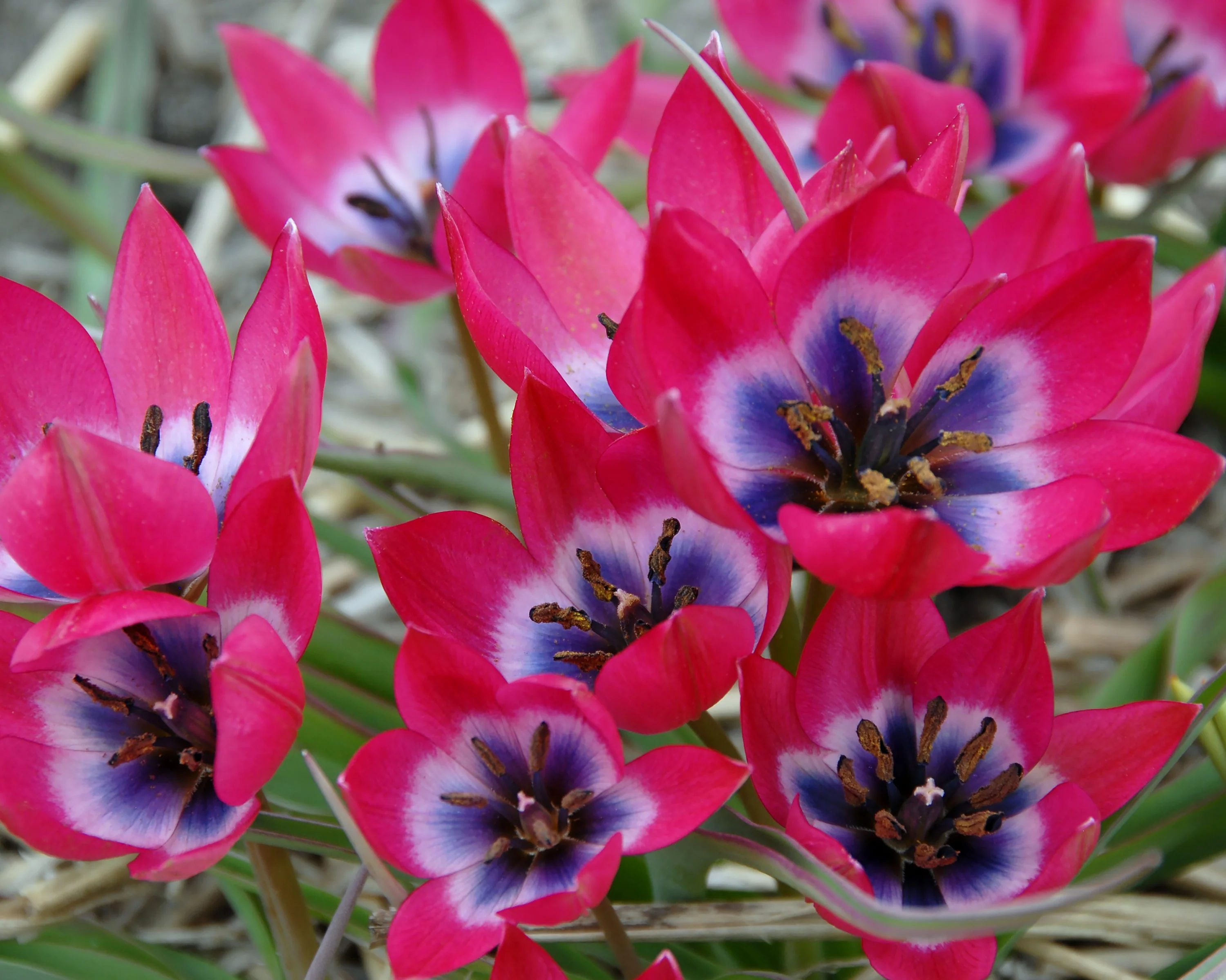 Tulip 'Little Beauty' - Image 13