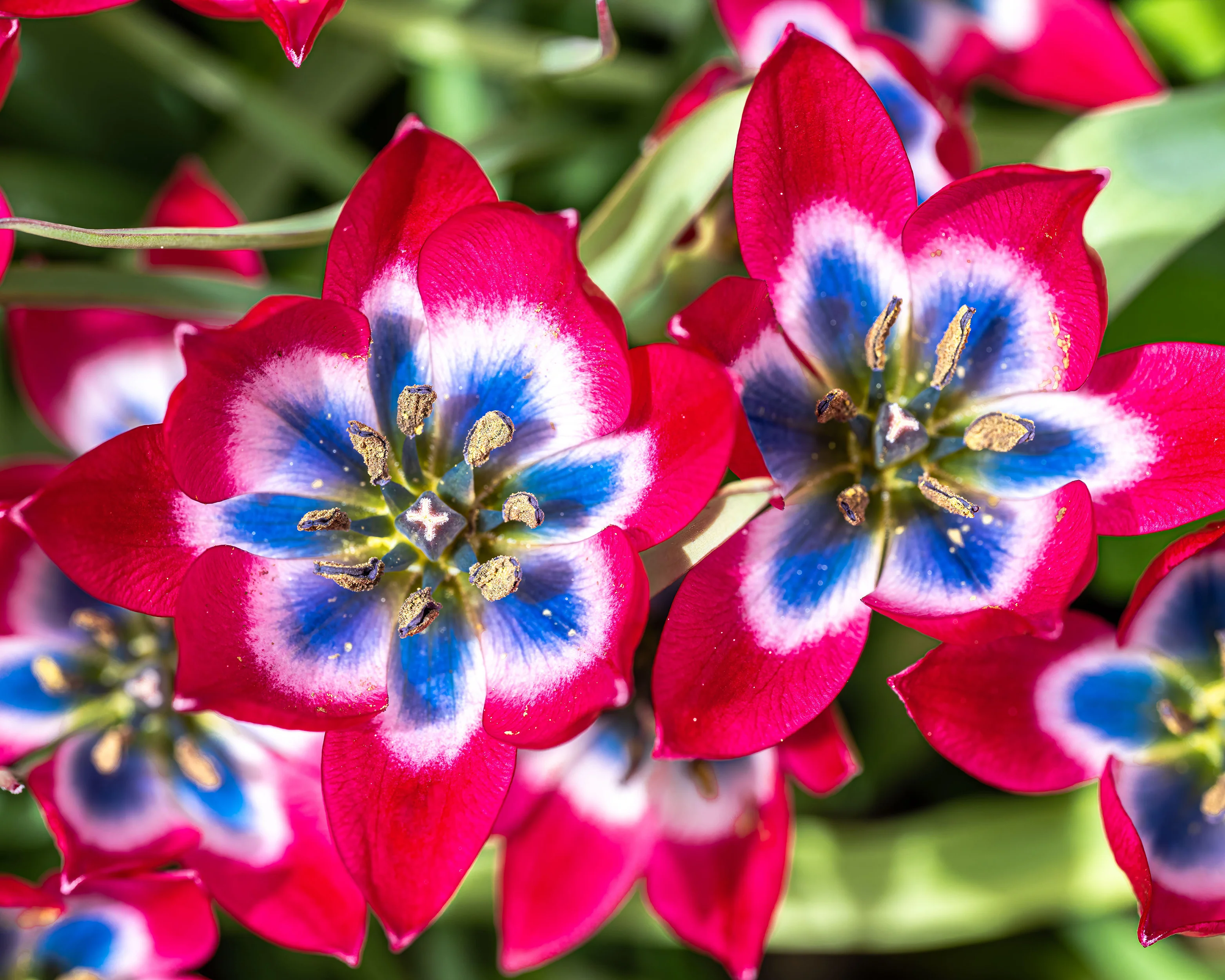 Tulip 'Little Beauty' - Image 4