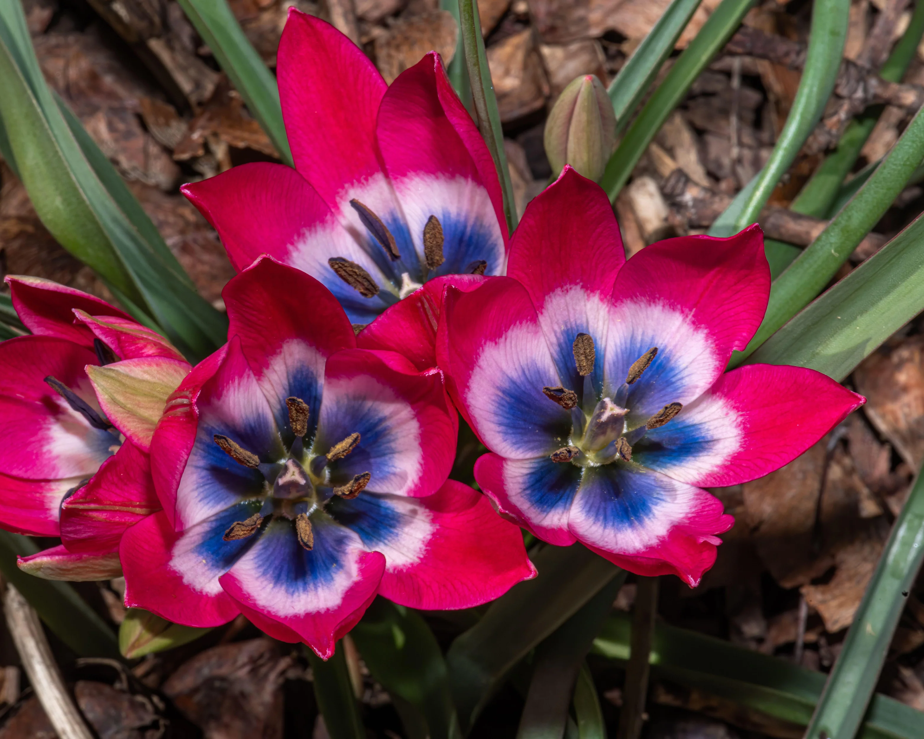 Tulip 'Little Beauty' - Image 7