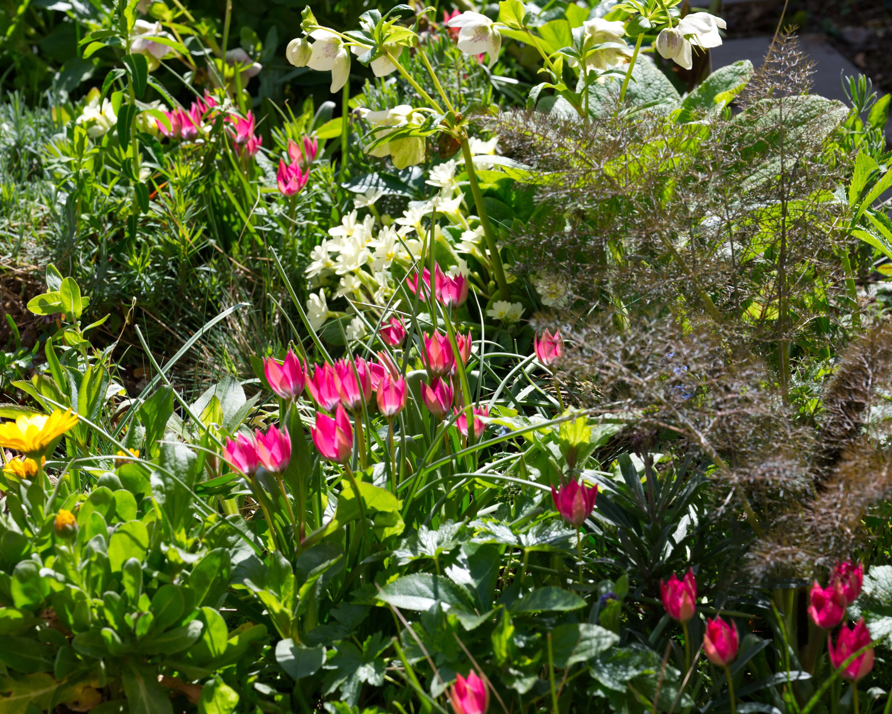 Tulip 'Little Beauty' - Image 8