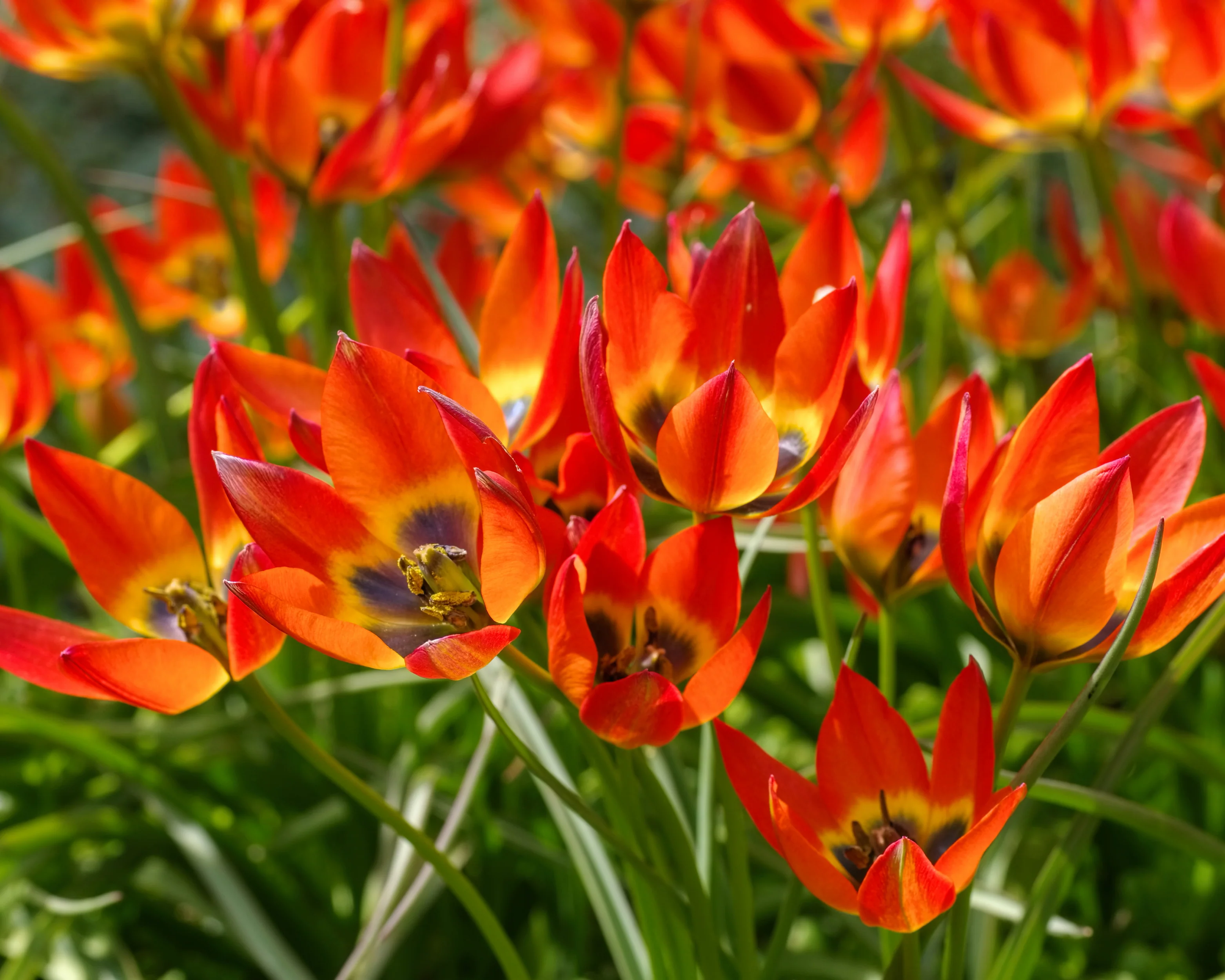 Tulip 'Little Princess' - Image 10