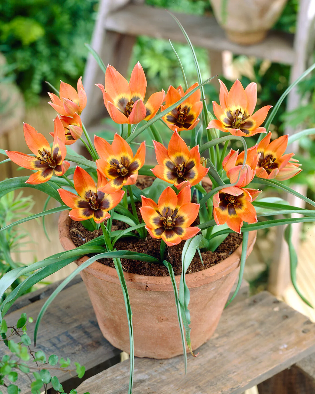 Tulip 'Little Princess' - Image 5