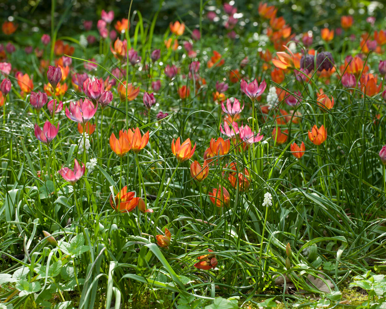 Tulip 'Little Princess' - Image 7
