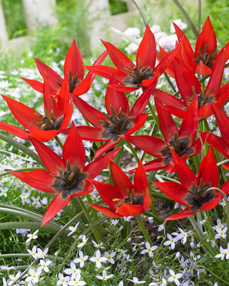 Tulip orphanidea 'Lizzy' - Image 2