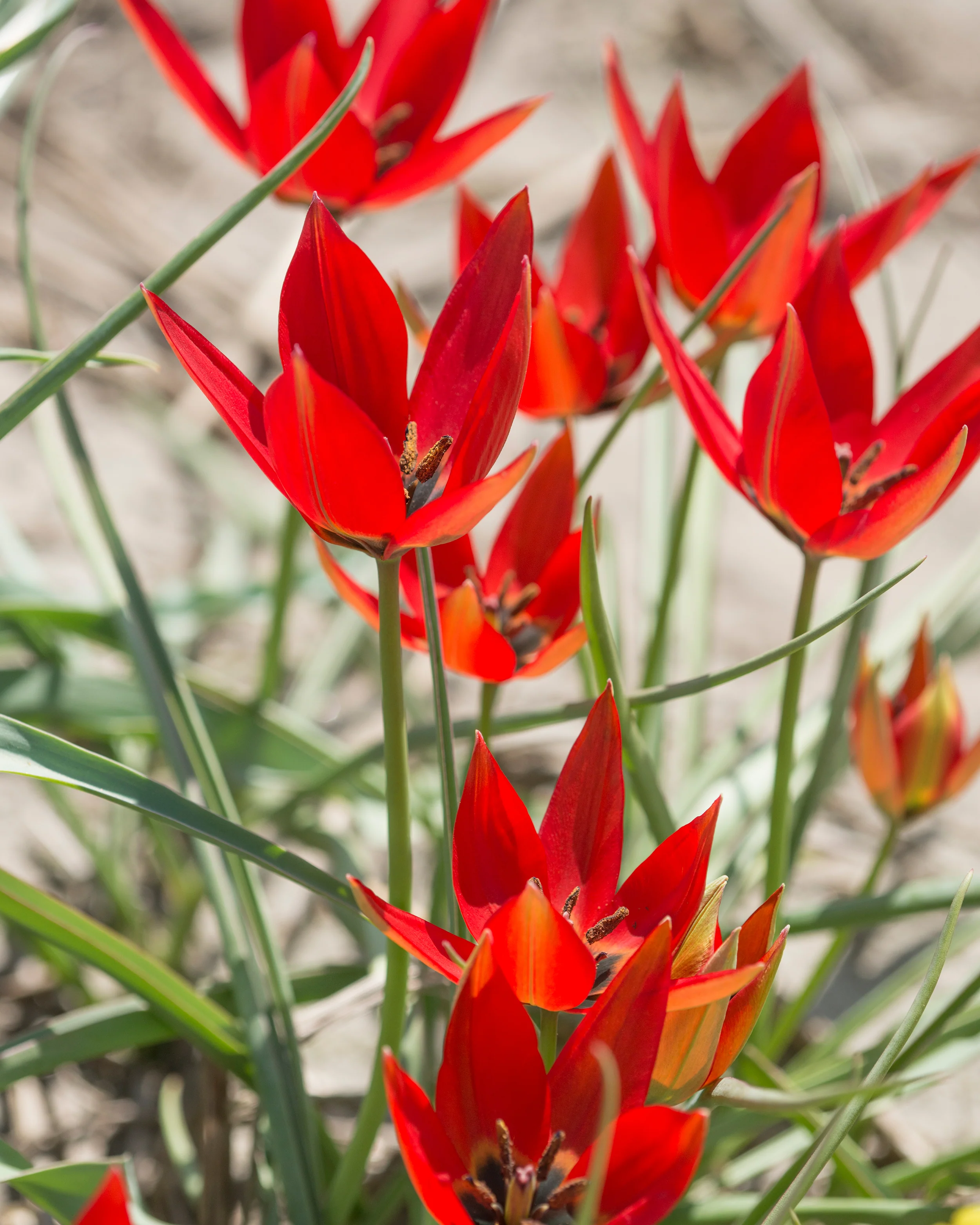 Tulip orphanidea 'Lizzy' - Image 3