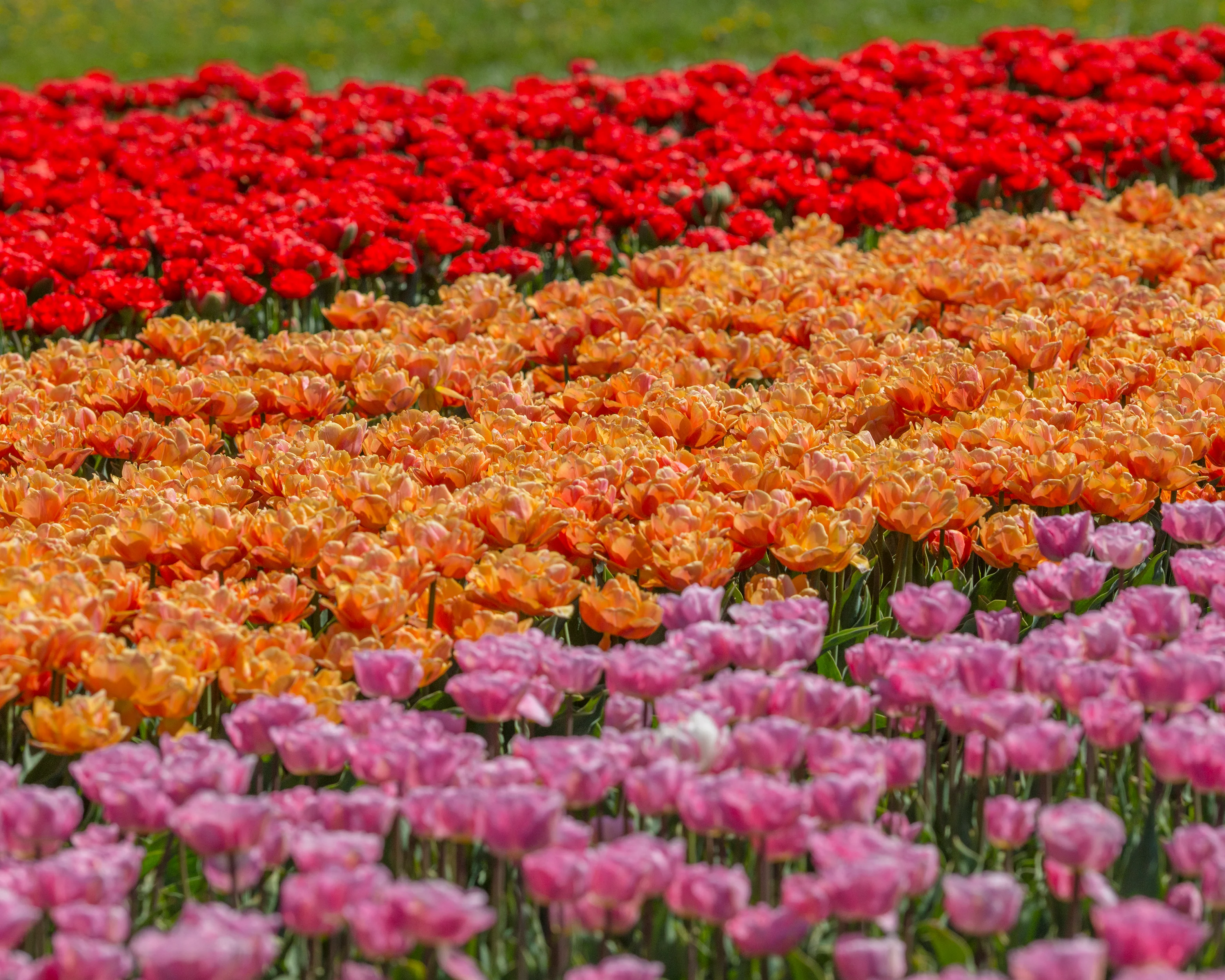 Tulip 'Lorenzo' - Image 10