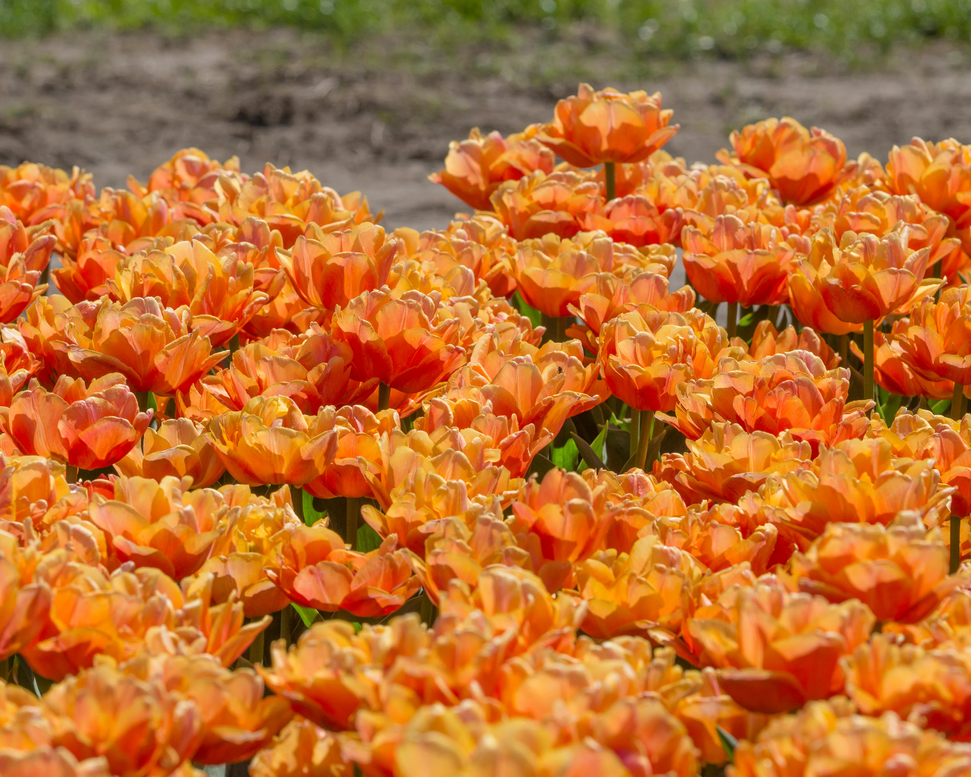 Tulip 'Lorenzo' - Image 11