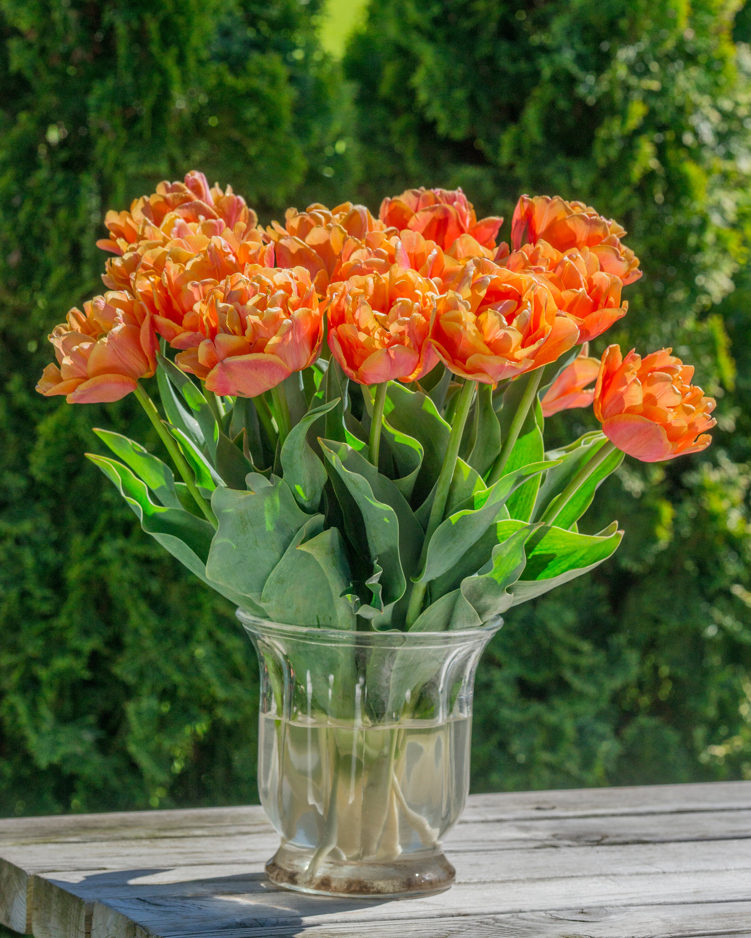 Tulip 'Lorenzo' - Image 12