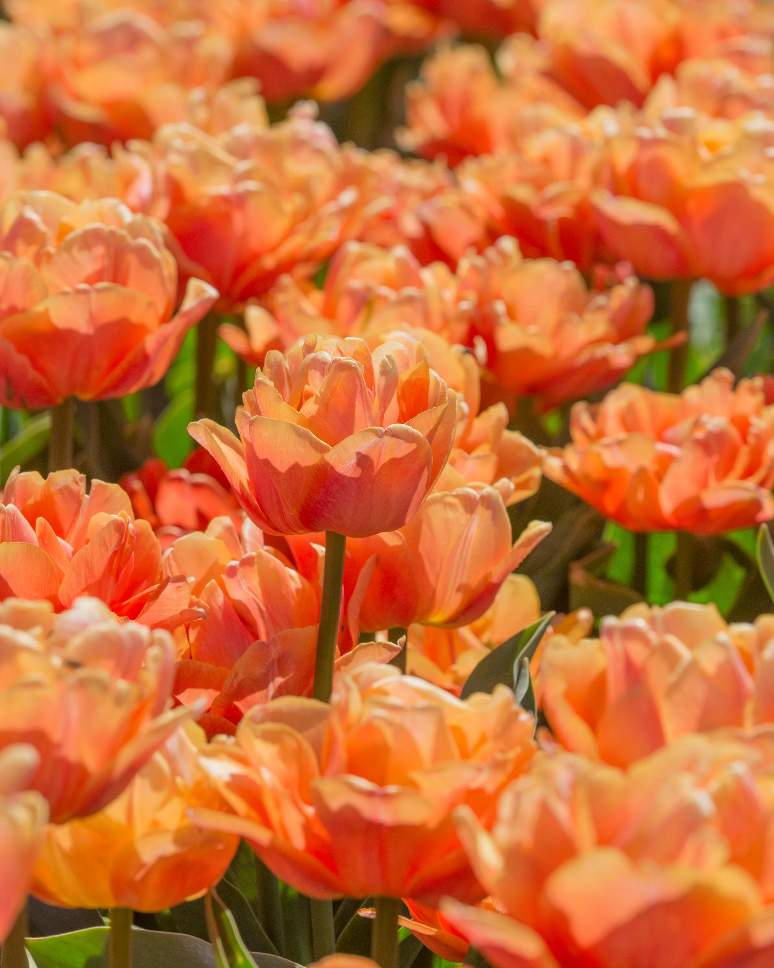 Tulip 'Lorenzo' - Image 2