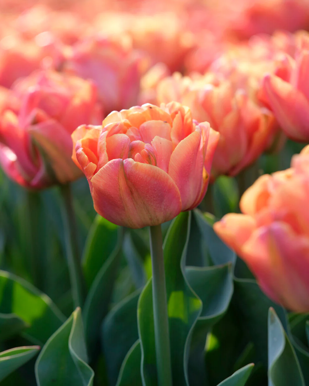Tulip 'Lorenzo' - Image 4