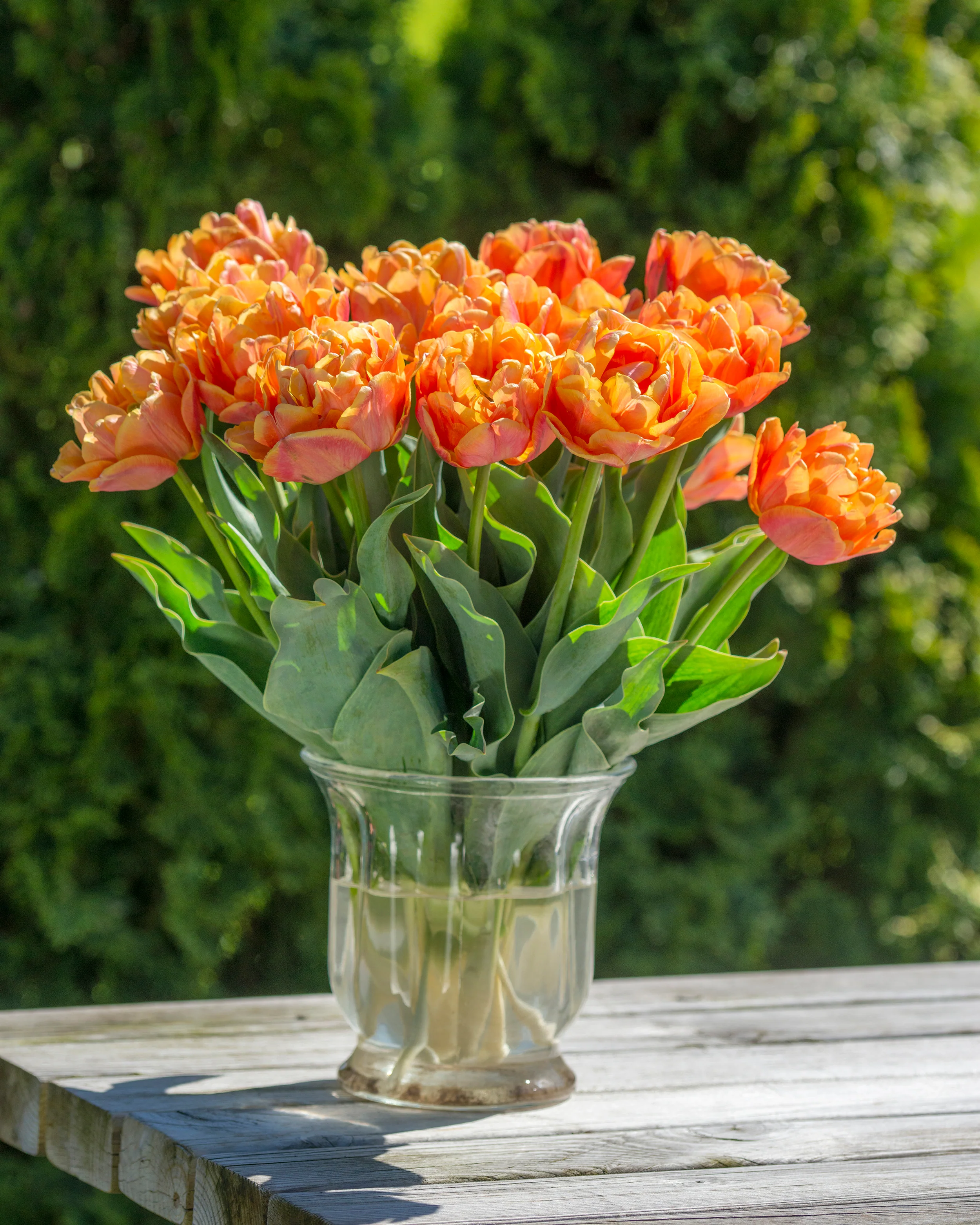 Tulip 'Lorenzo' - Image 6
