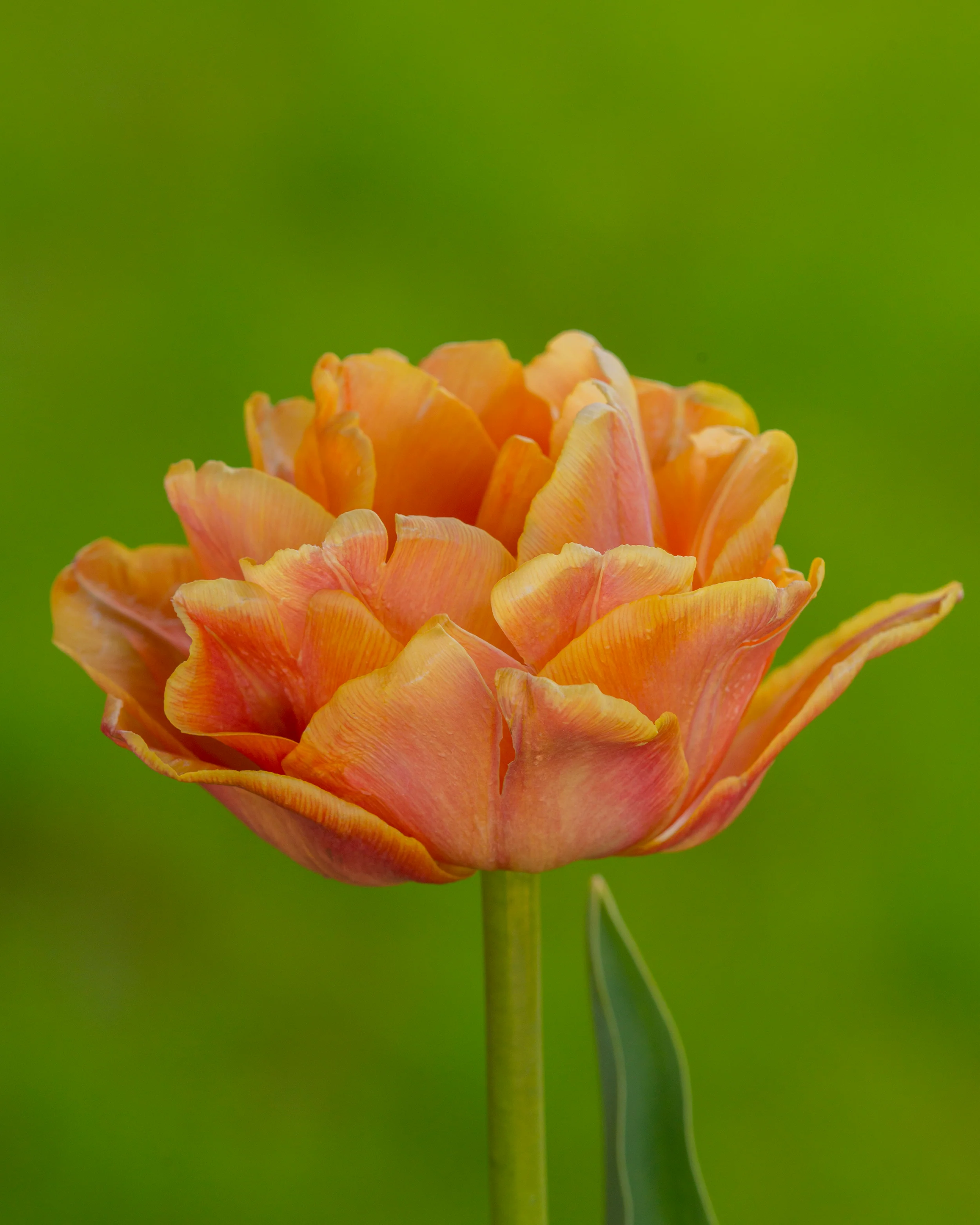 Tulip 'Lorenzo' - Image 7