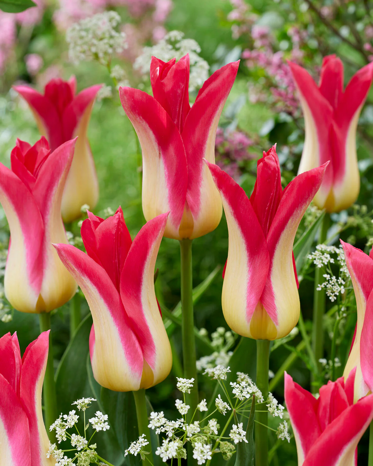 Tulip 'Love Story' - Image 3