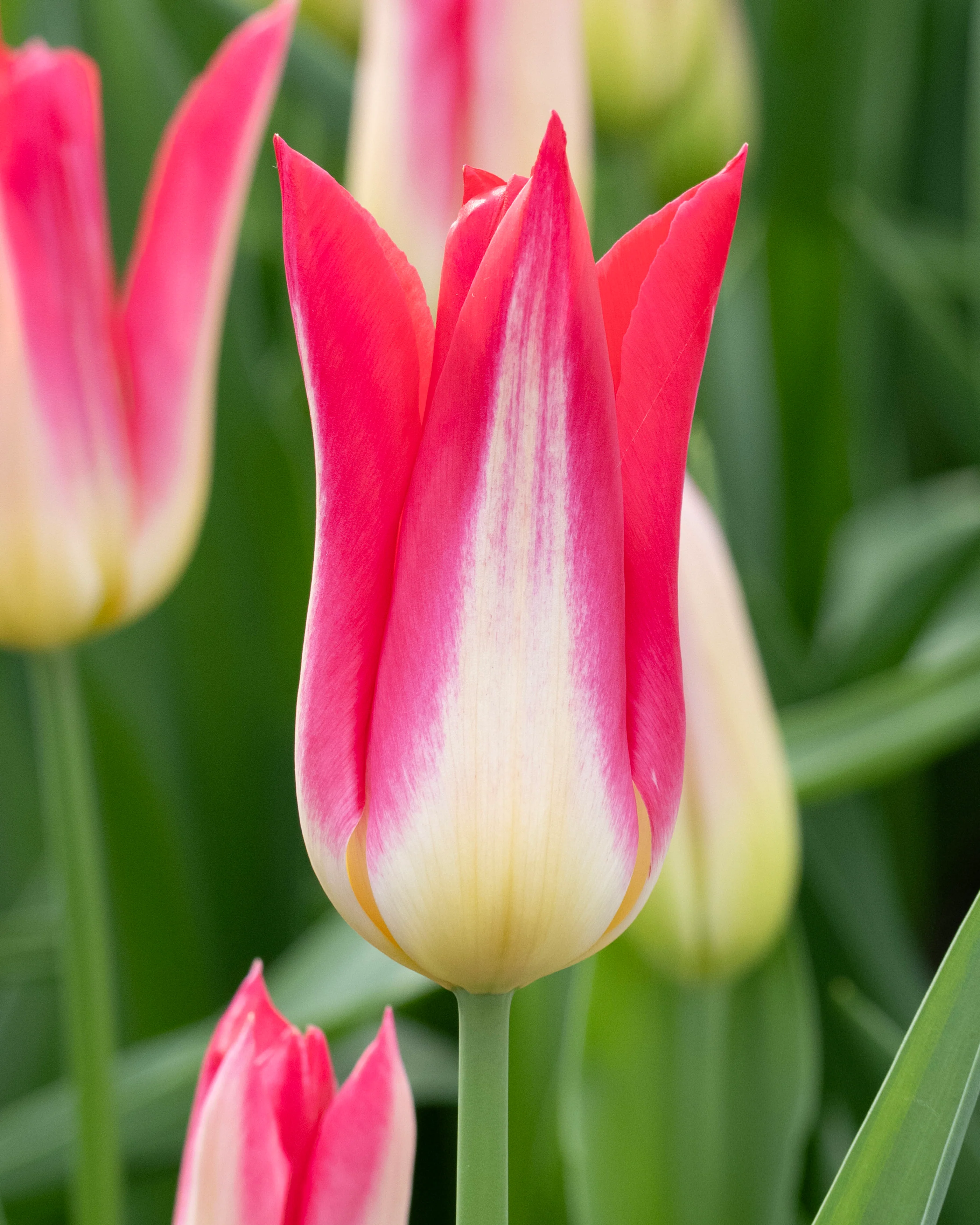 Tulip 'Love Story' - Image 4