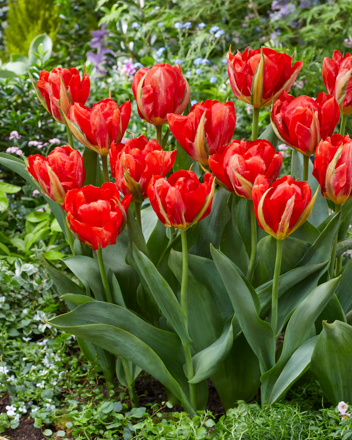 Tulip 'Love Valley' - Image 3
