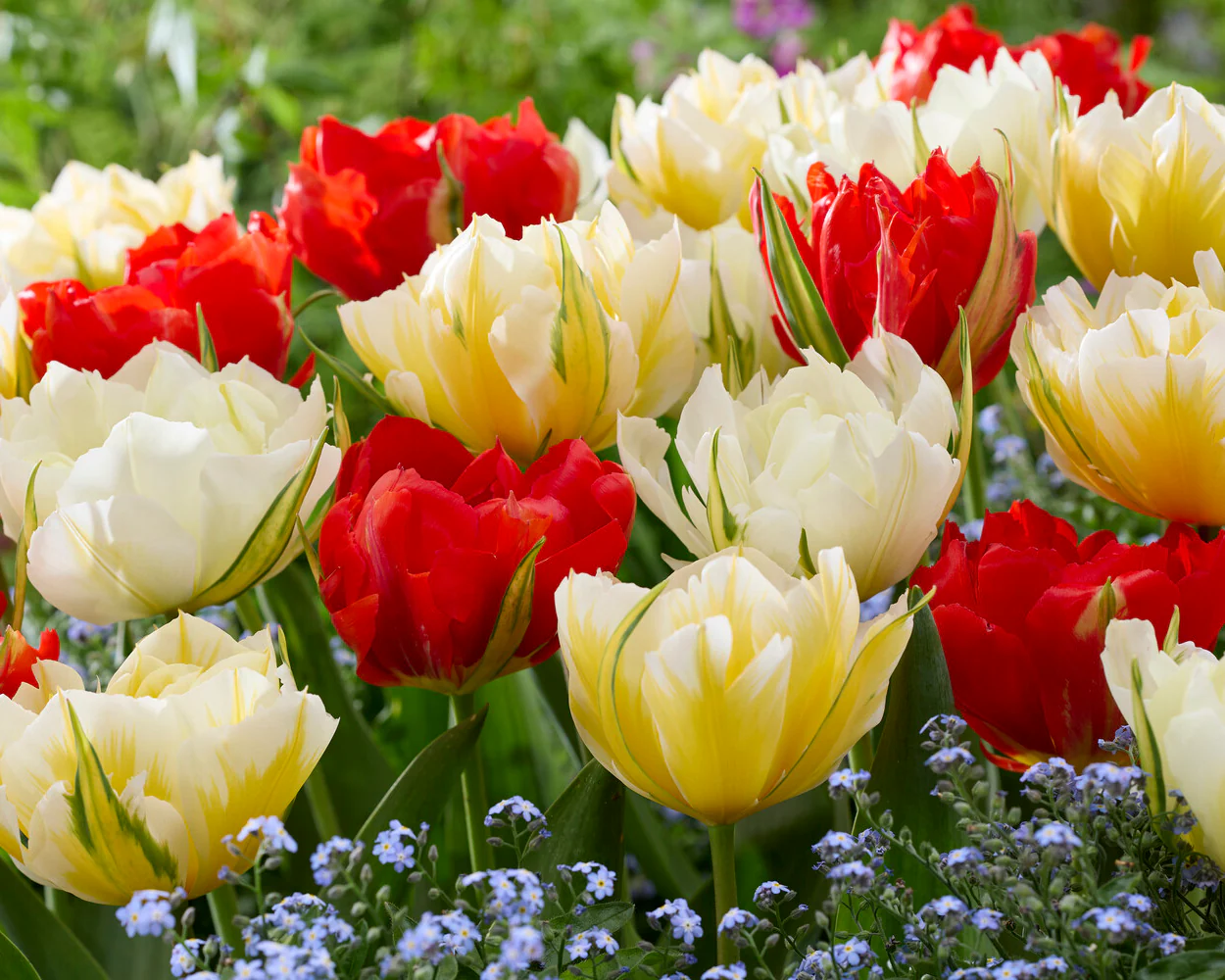 Tulip 'Love Valley' - Image 4