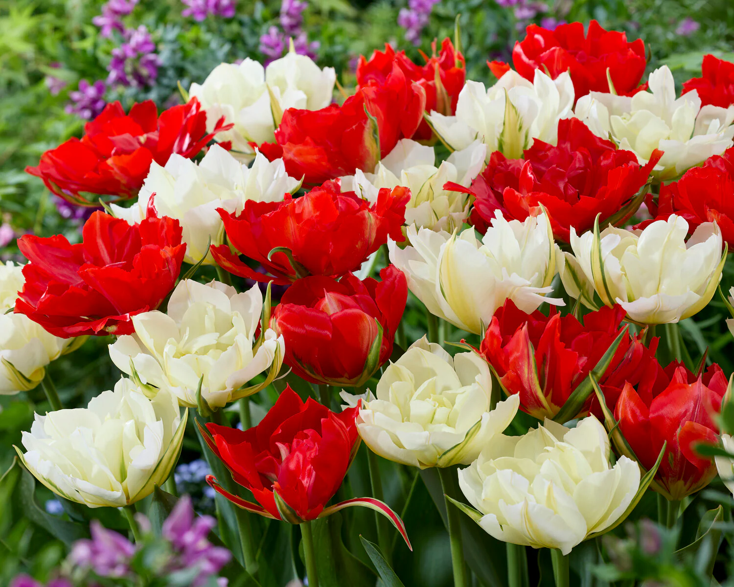 Tulip 'Love Valley' - Image 5
