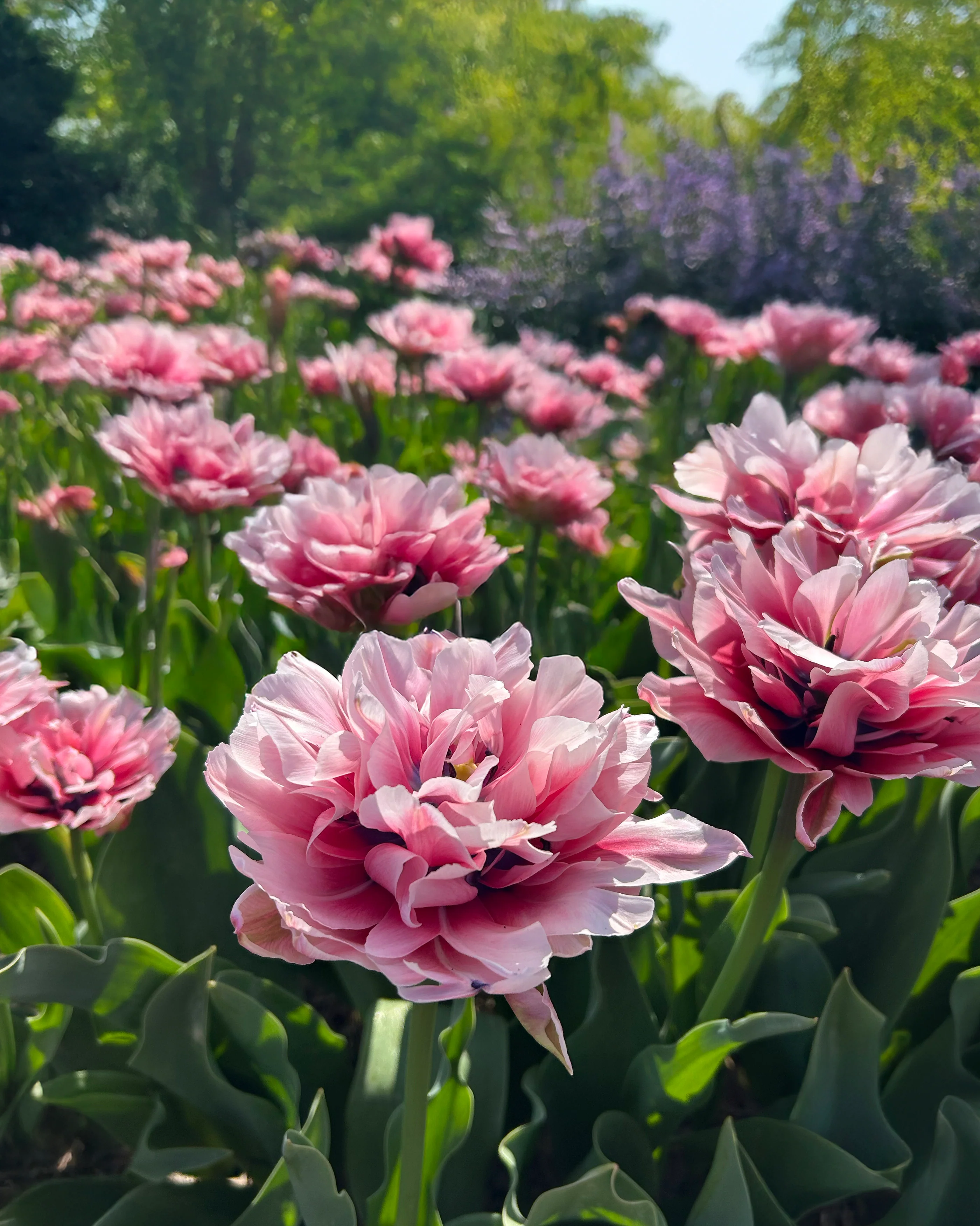 Tulip 'Love Whisper' - Image 2