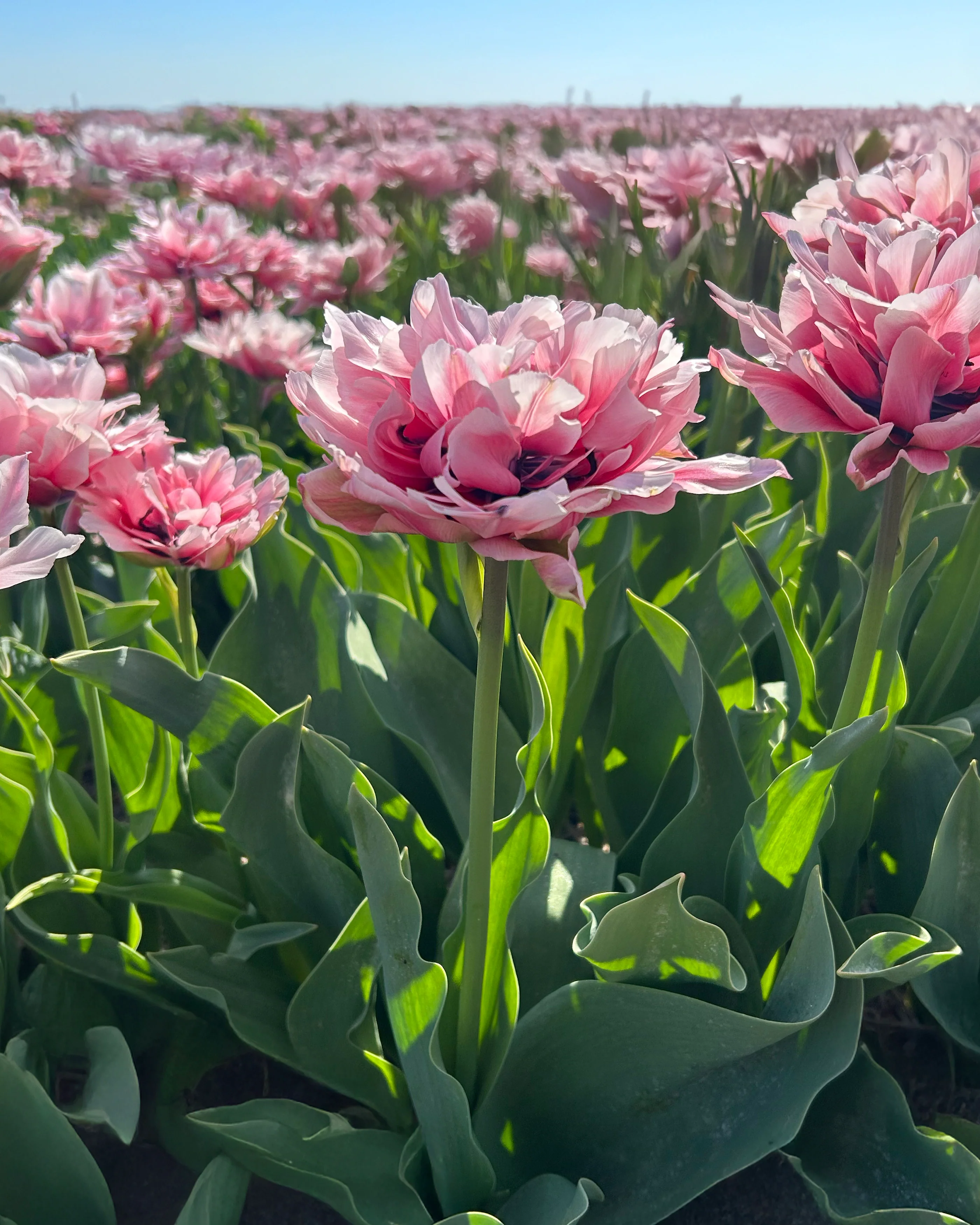 Tulip 'Love Whisper' - Image 3