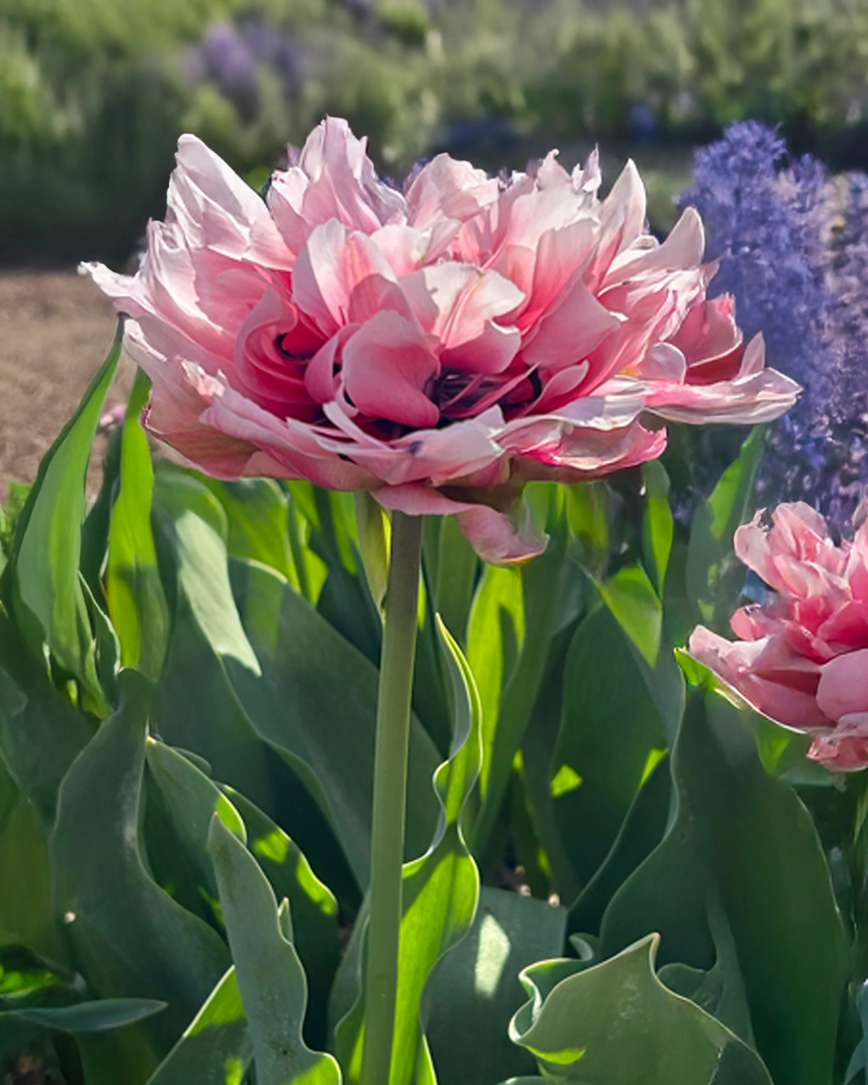 Tulip 'Love Whisper' - Image 4