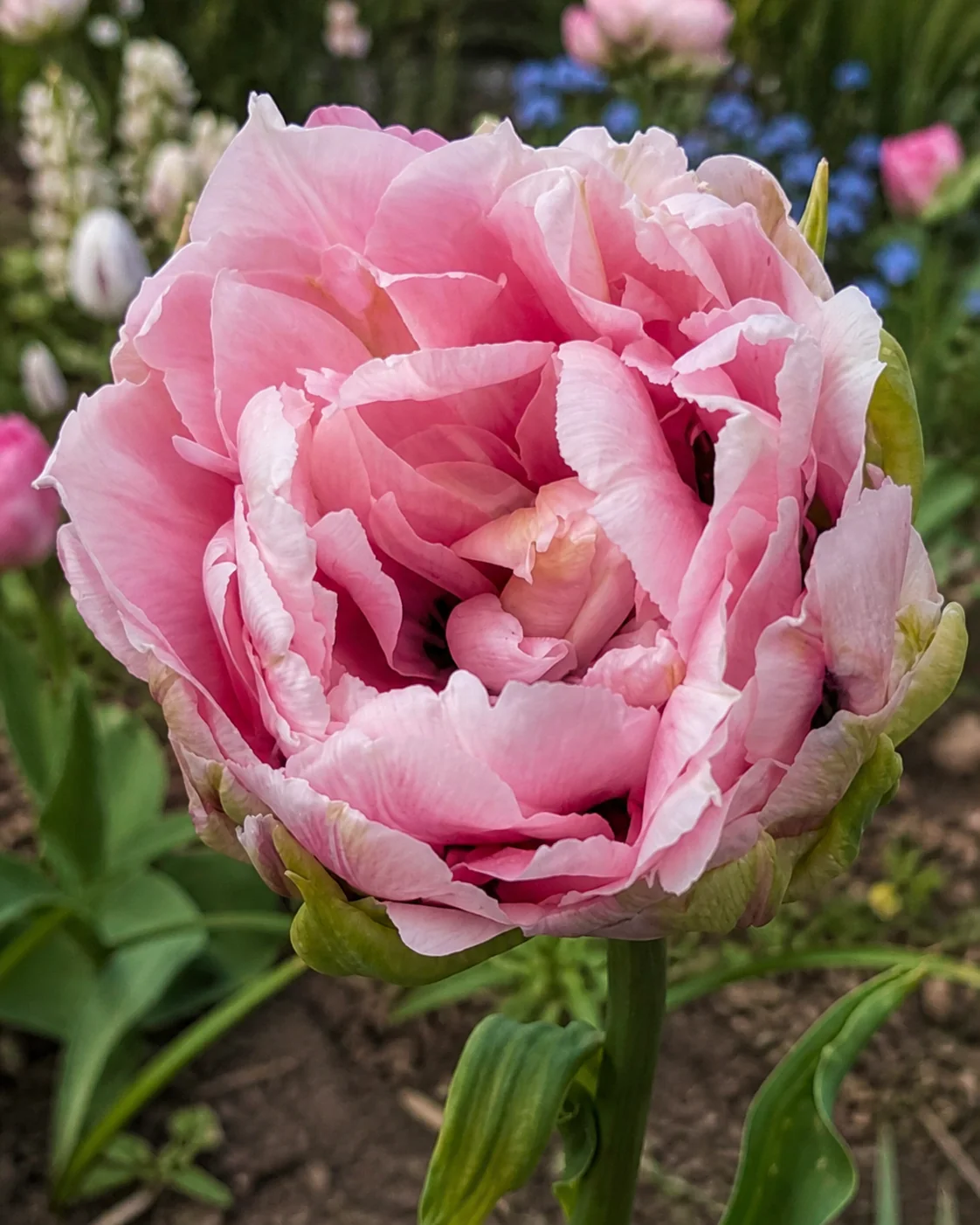 Tulip 'Magic Sensation' - Image 2