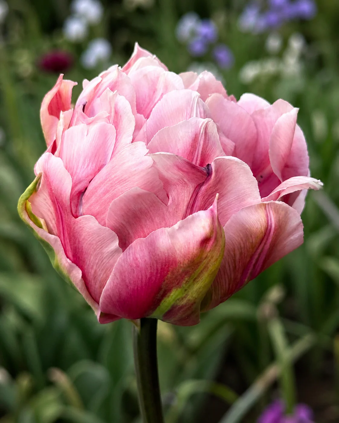 Tulip 'Magic Sensation' - Image 3