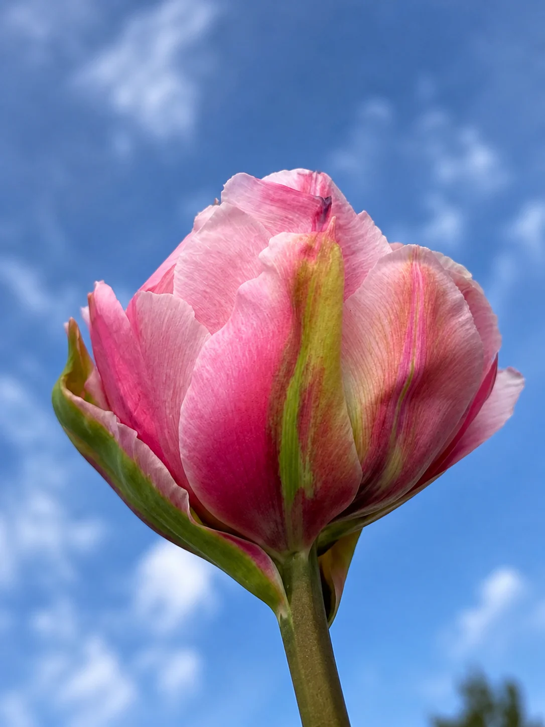 Tulip 'Magic Sensation' - Image 4