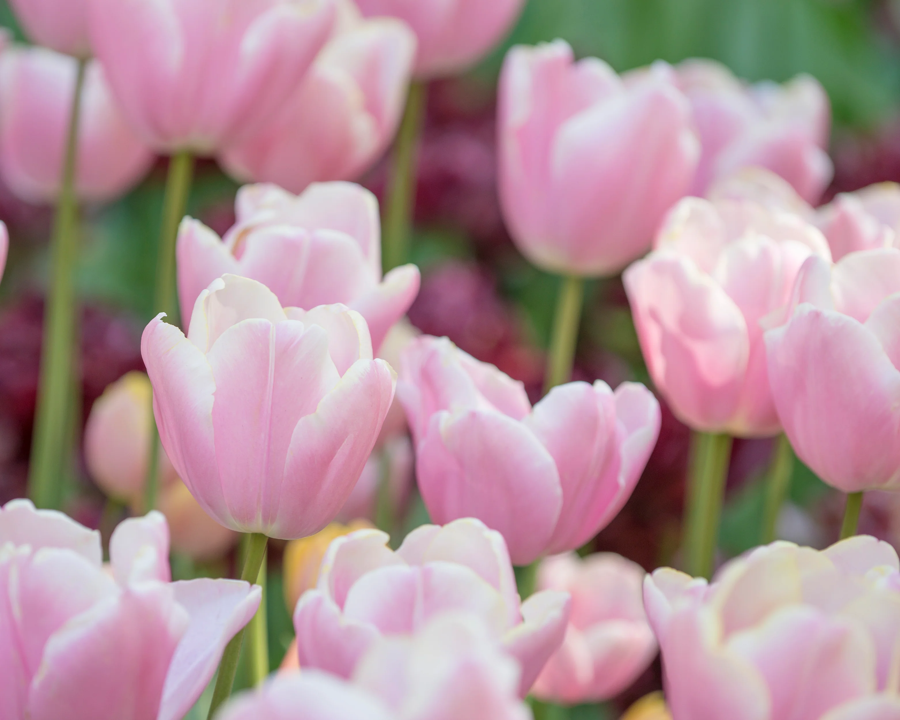 Tulip 'Mango Charm' - Image 10