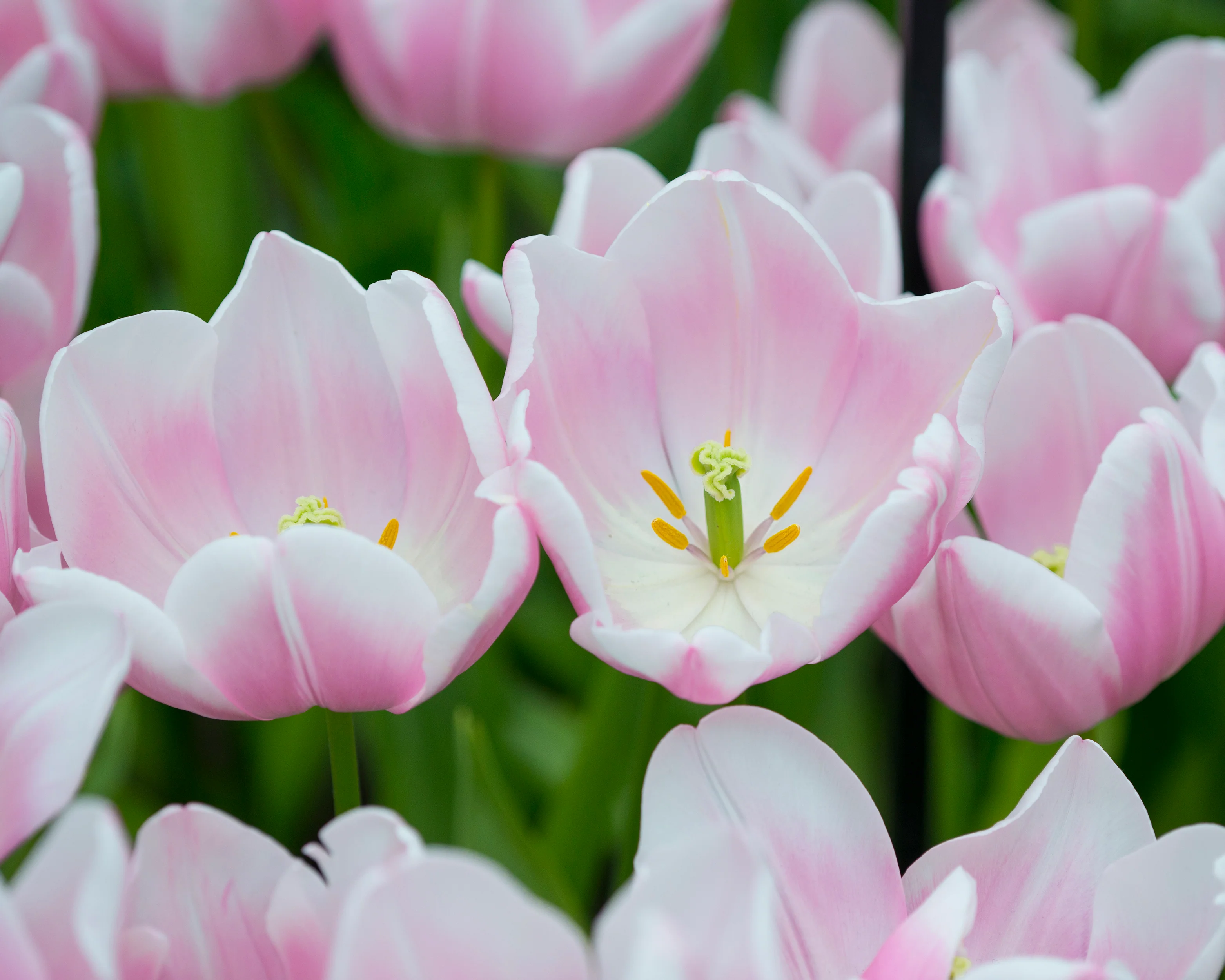 Tulip 'Mango Charm' - Image 11