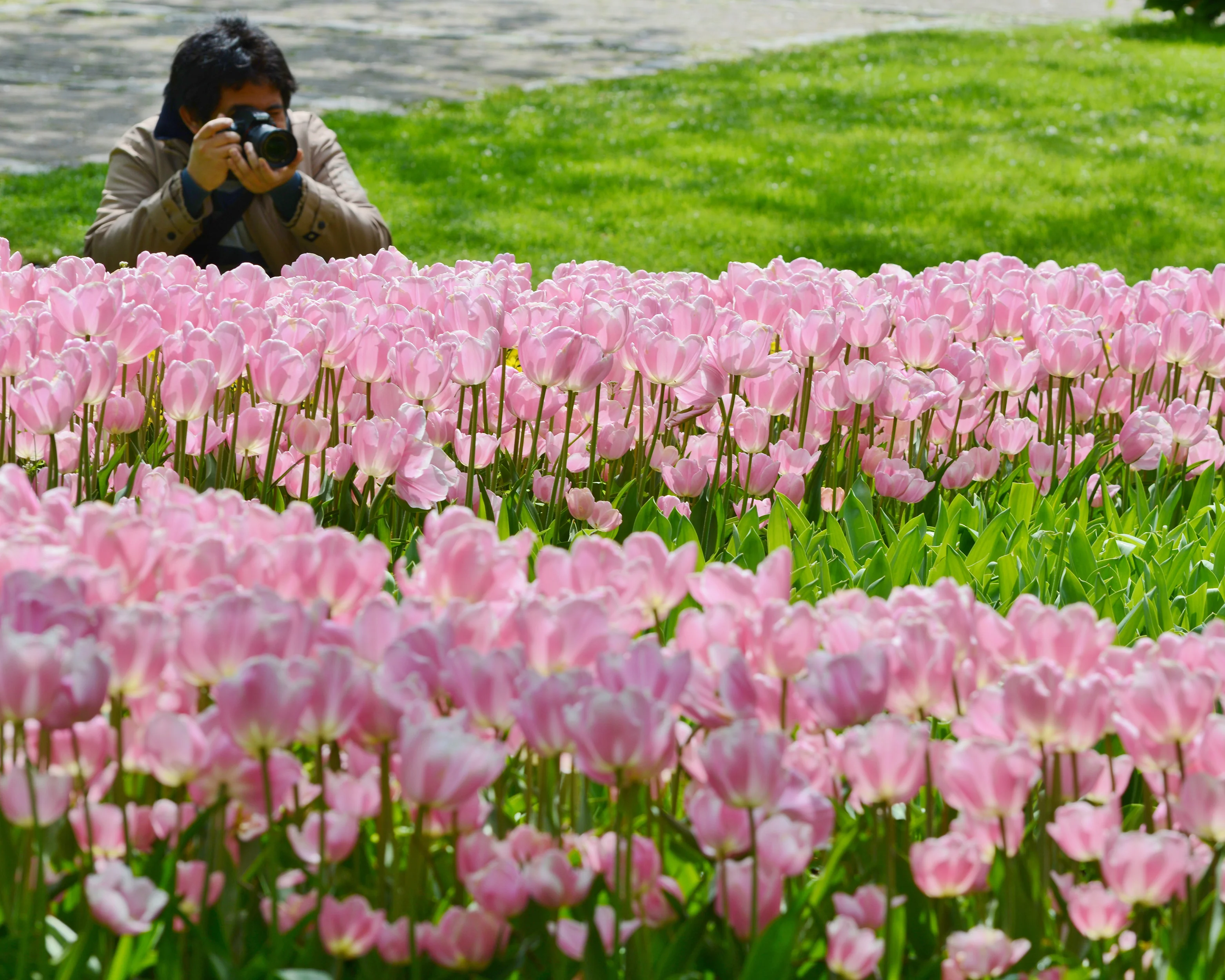 Tulip 'Mango Charm' - Image 15