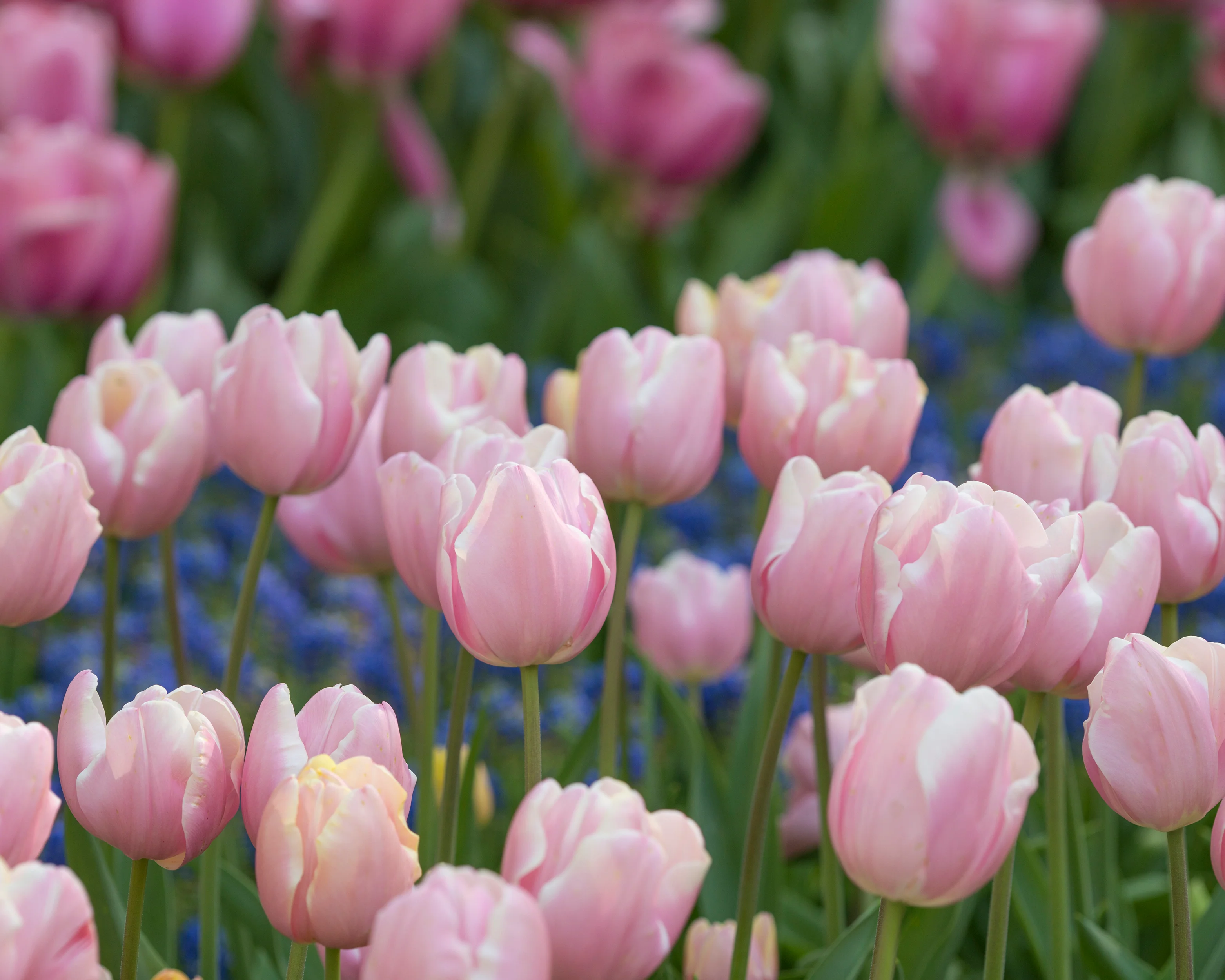 Tulip 'Mango Charm' - Image 5