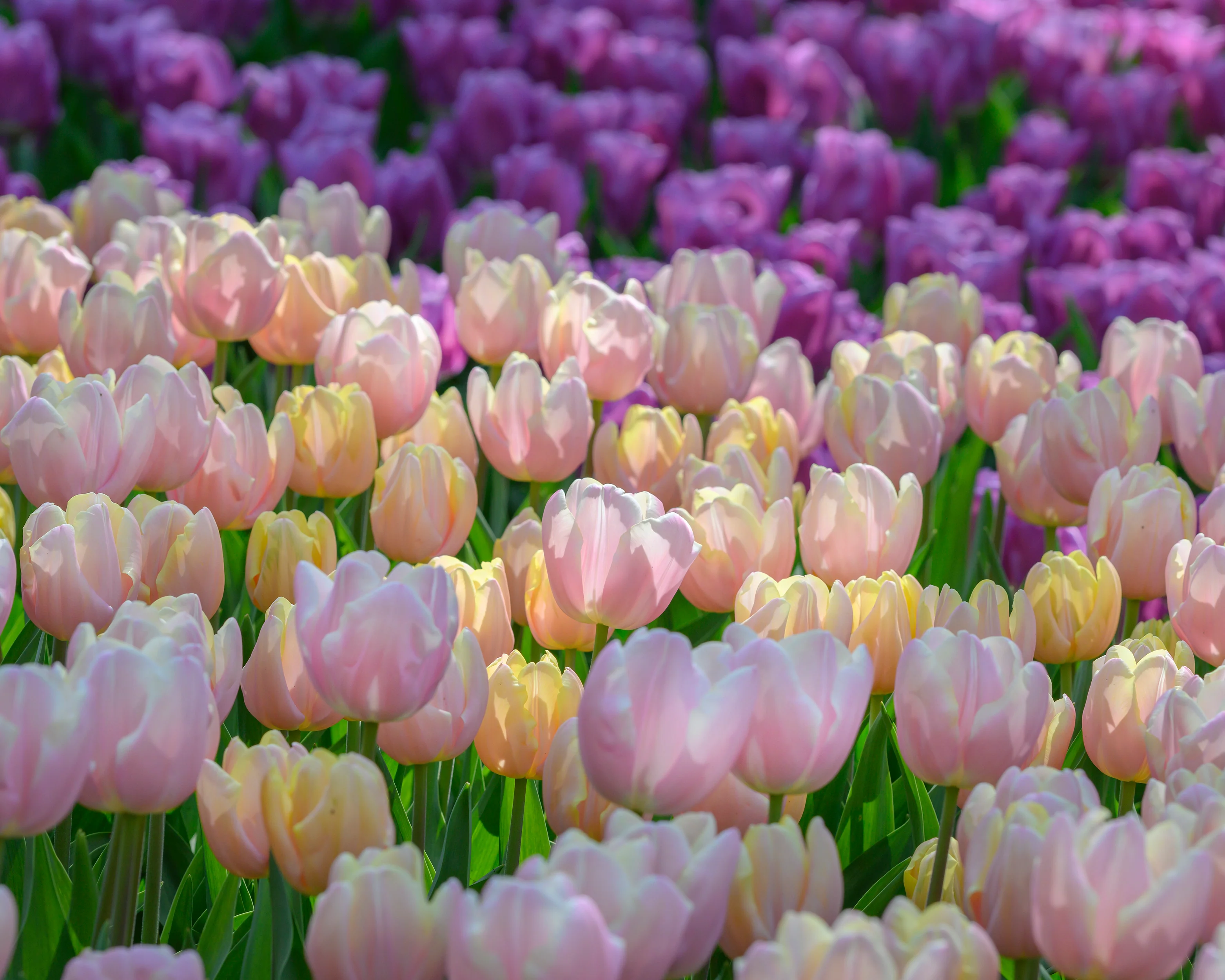 Tulip 'Mango Charm' - Image 6