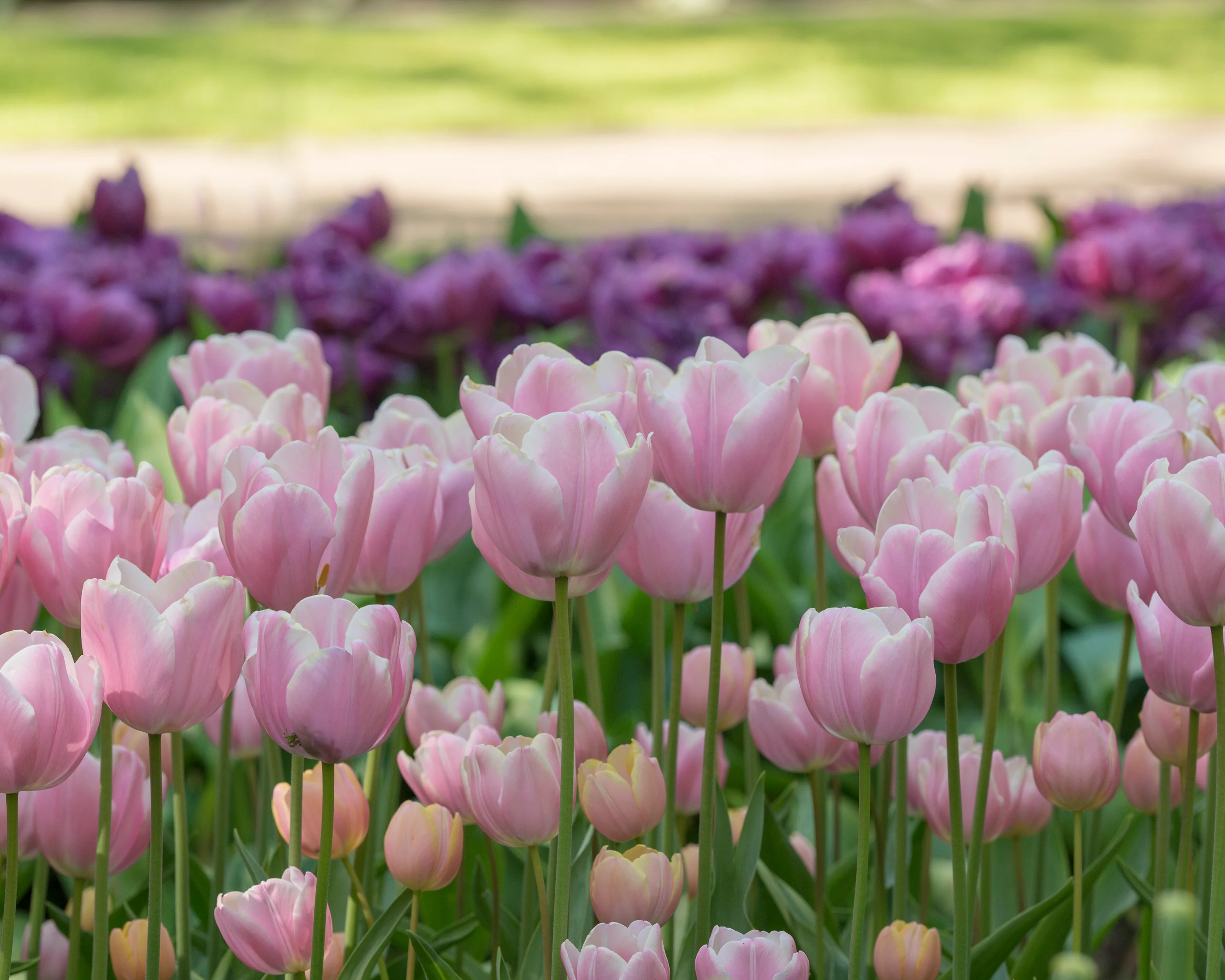 Tulip 'Mango Charm' - Image 7