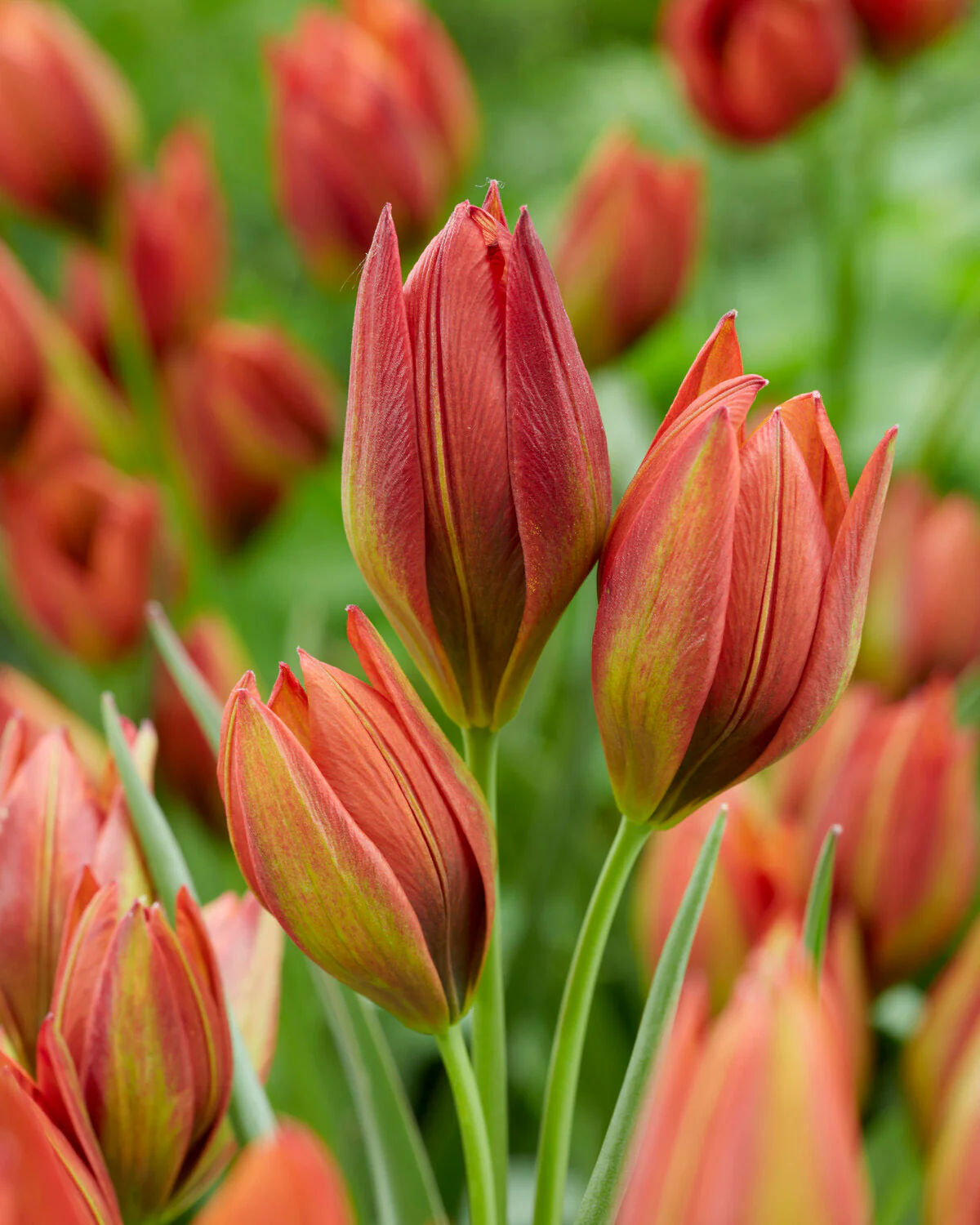 Tulip 'Mara' - Image 2