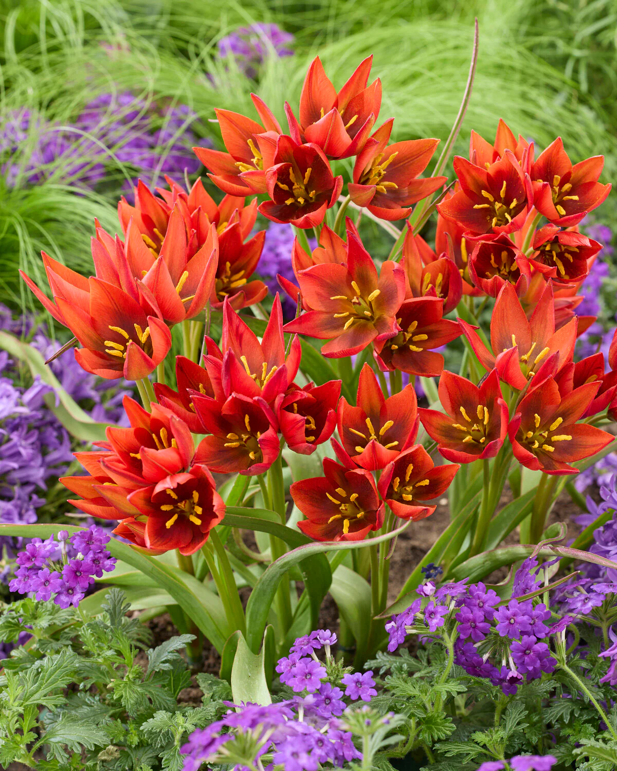 Tulip 'Mara' - Image 3