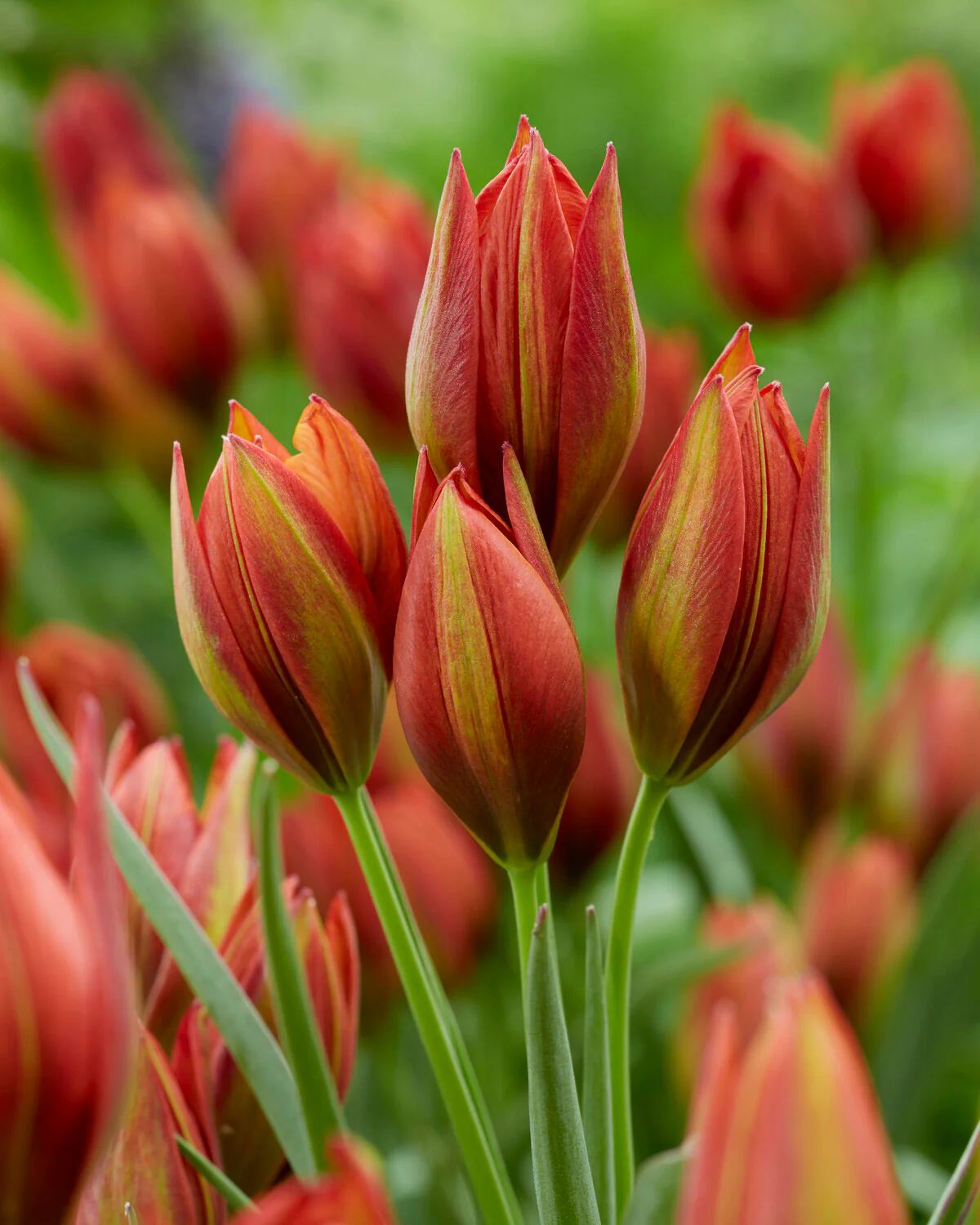 Tulip 'Mara' - Image 5