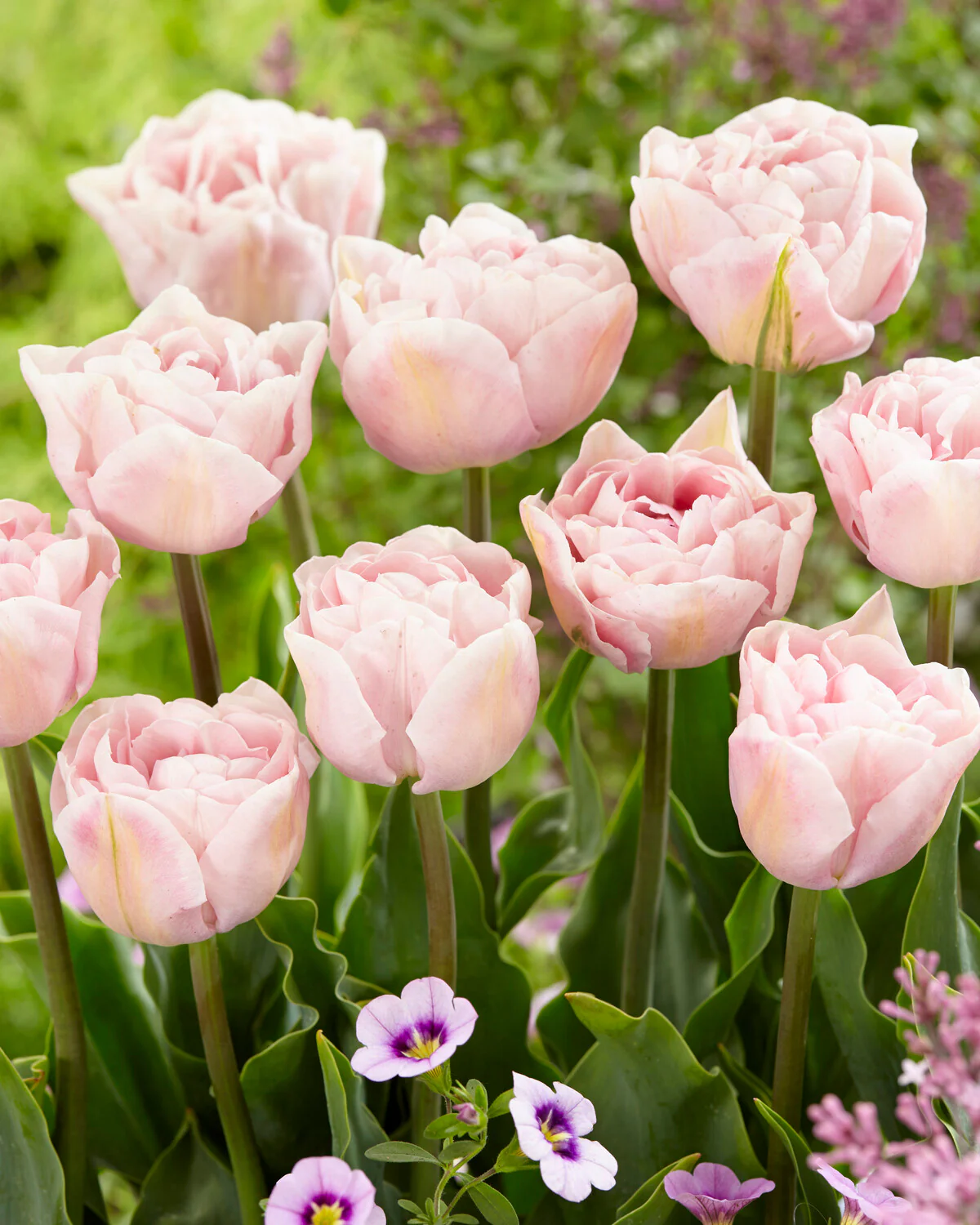 Tulip 'Mariage' - Image 2