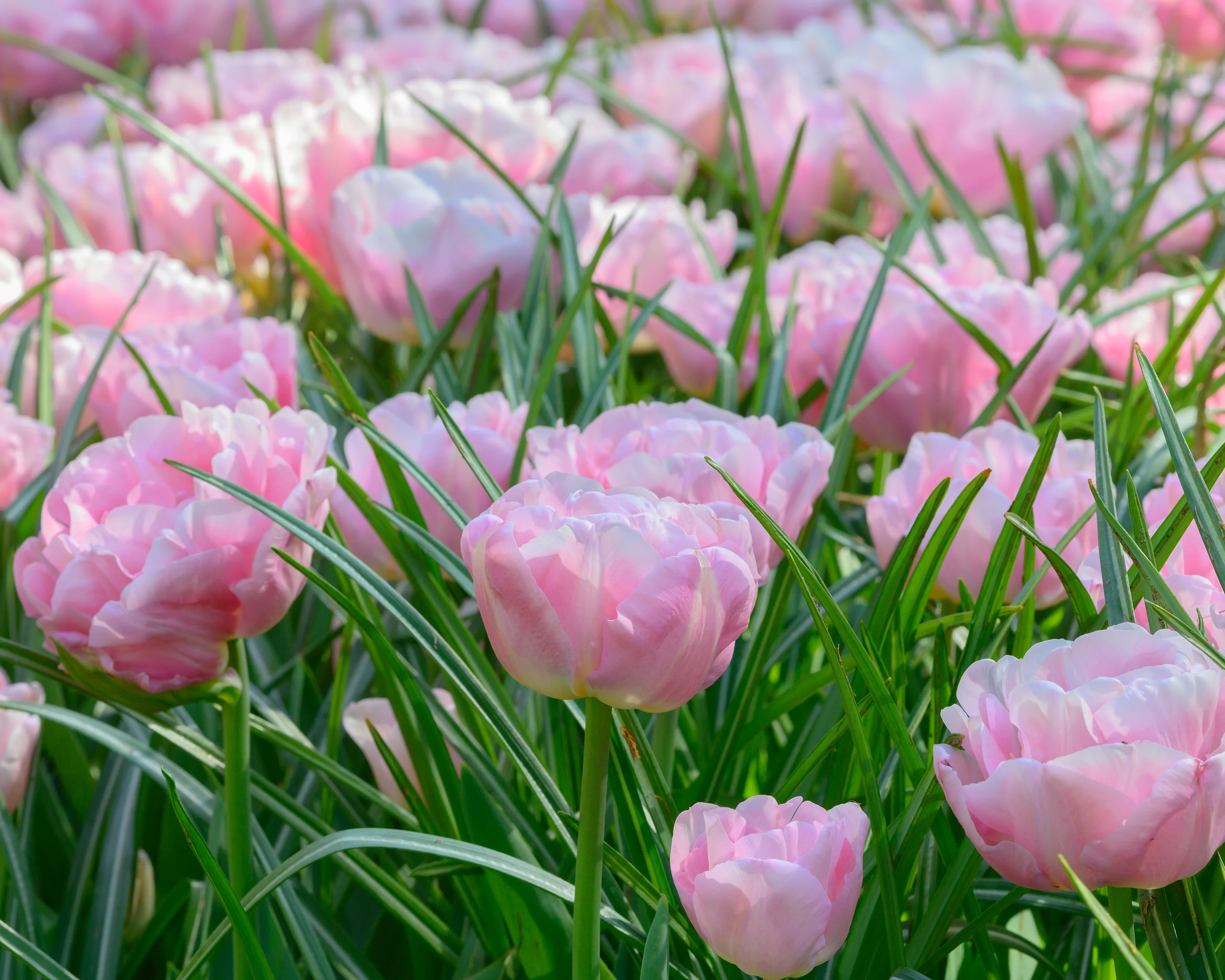 Tulip 'Mariage' - Image 5