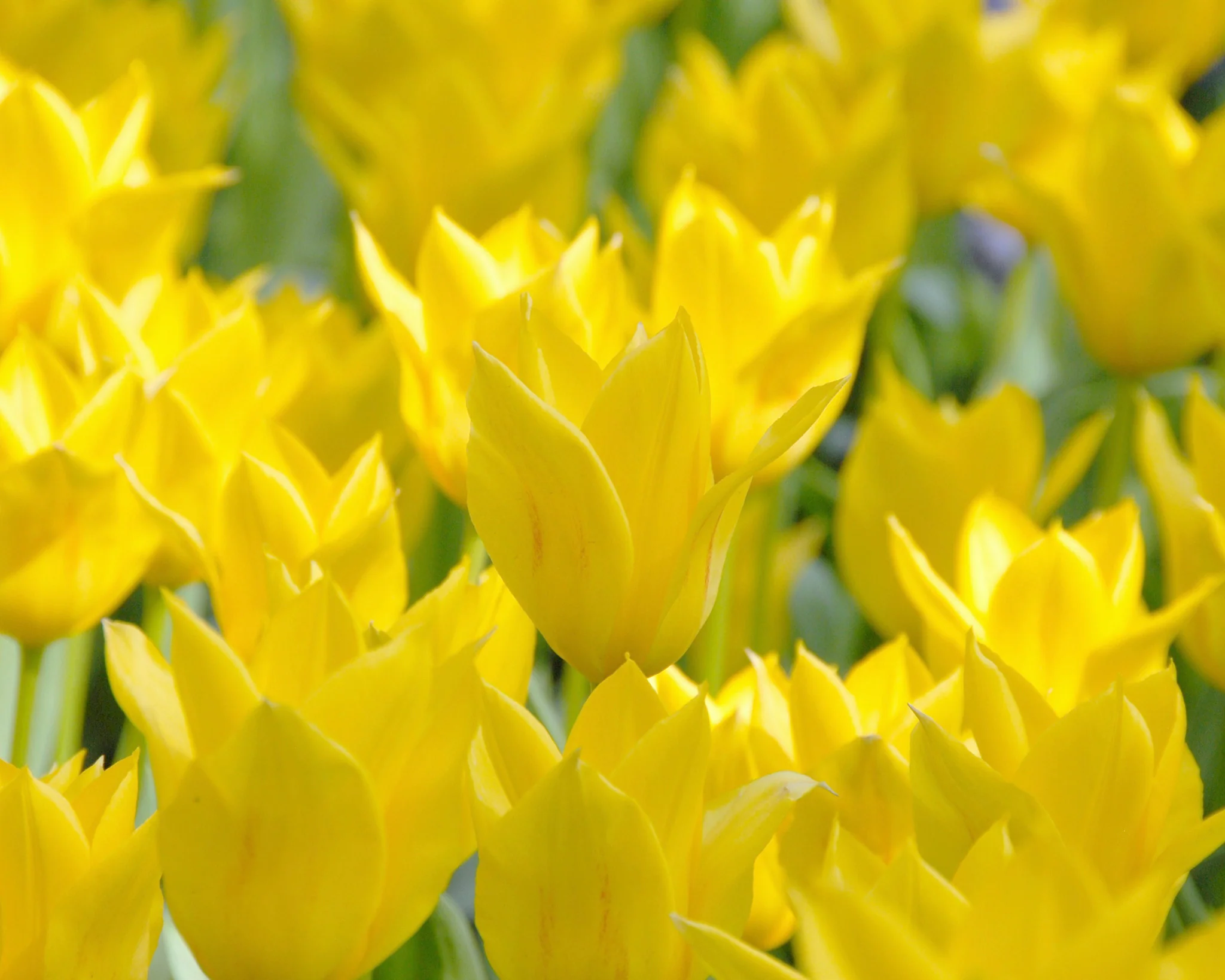 Tulip 'Marie José' - Image 2