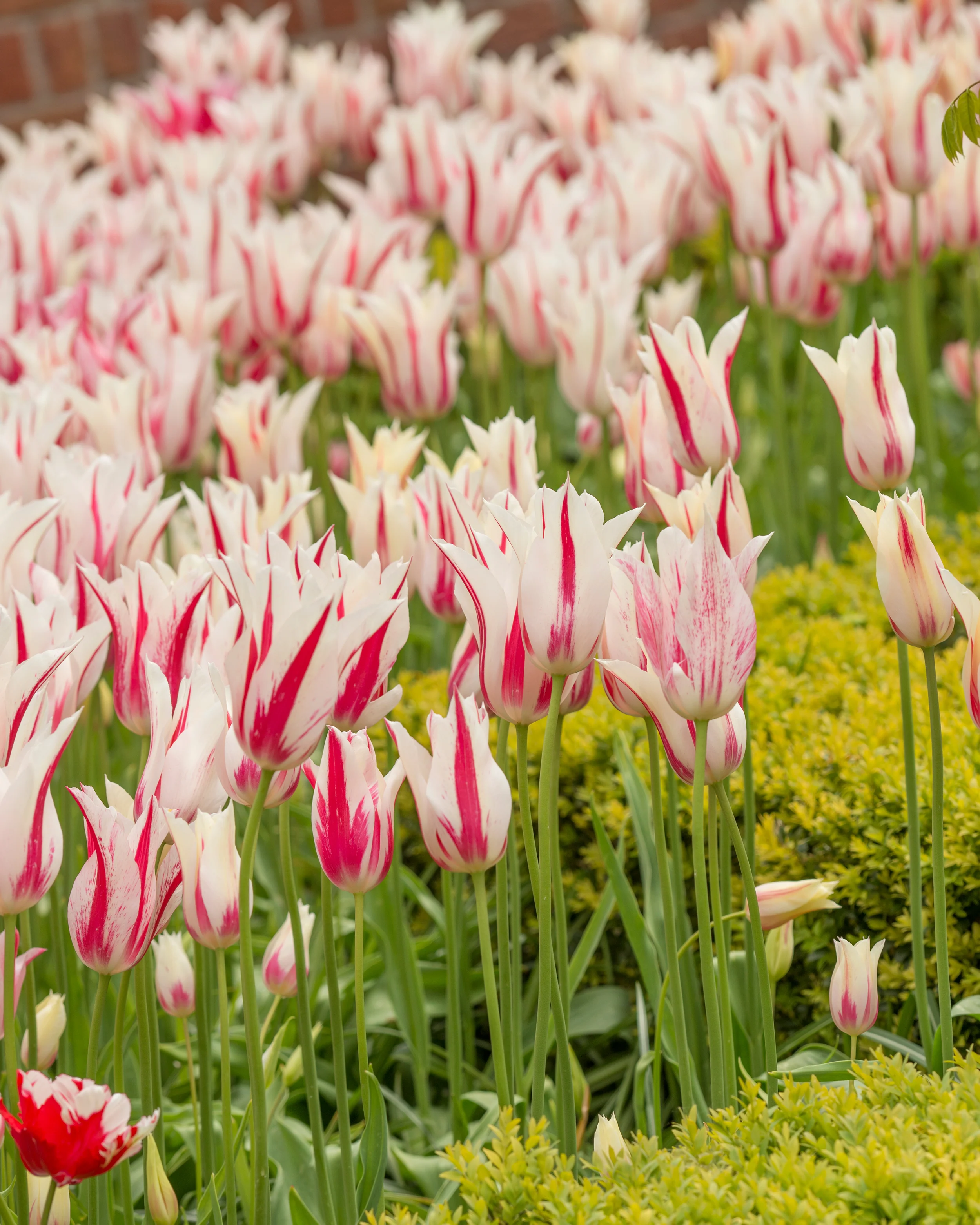 Tulip 'Marilyn' - Image 10