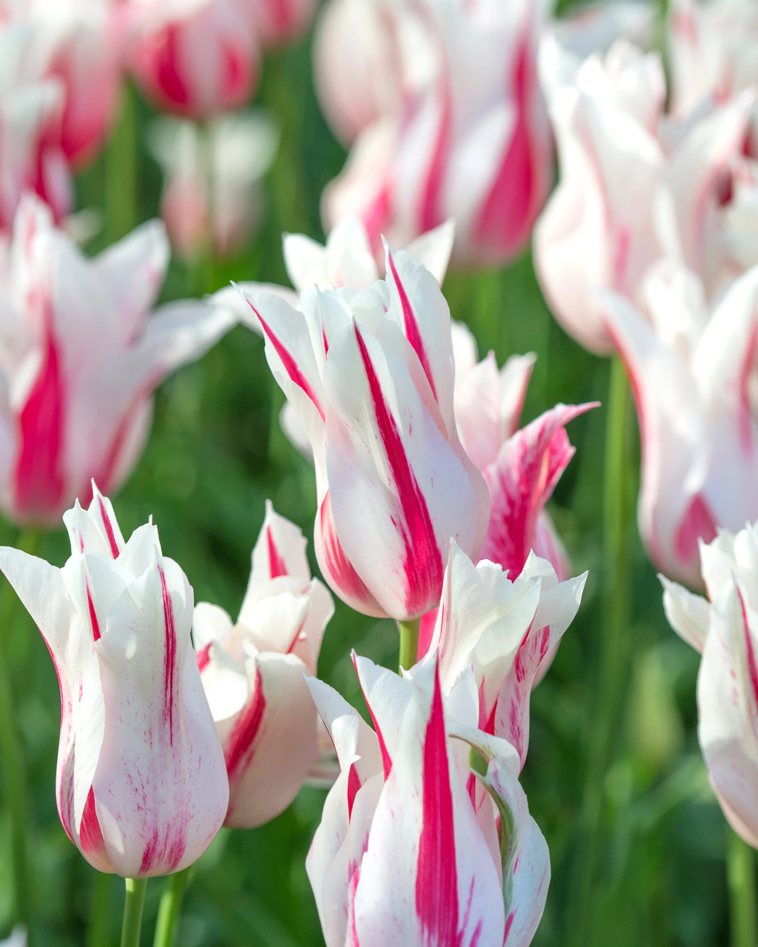 Tulip 'Marilyn' - Image 3