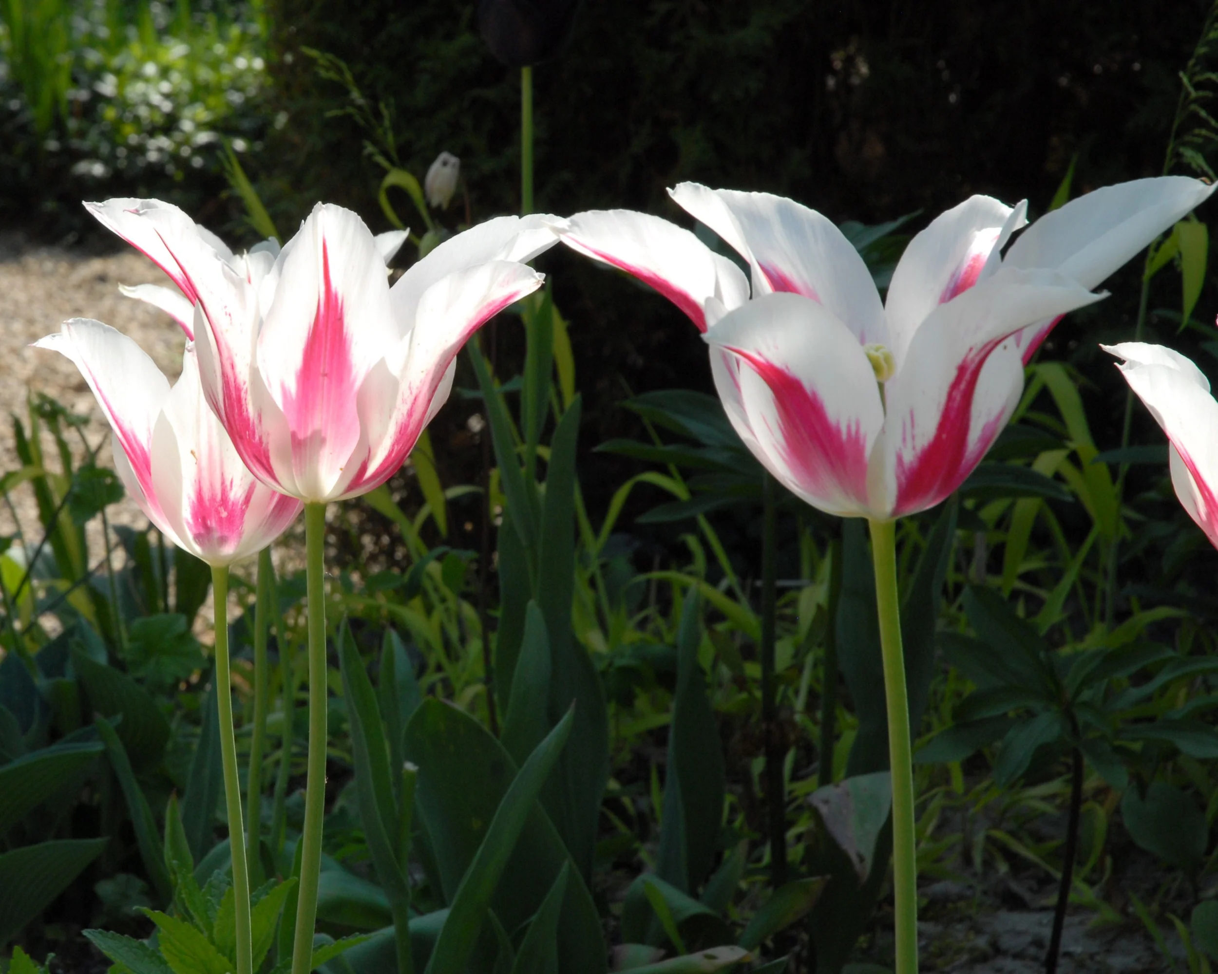 Tulip 'Marilyn' - Image 4
