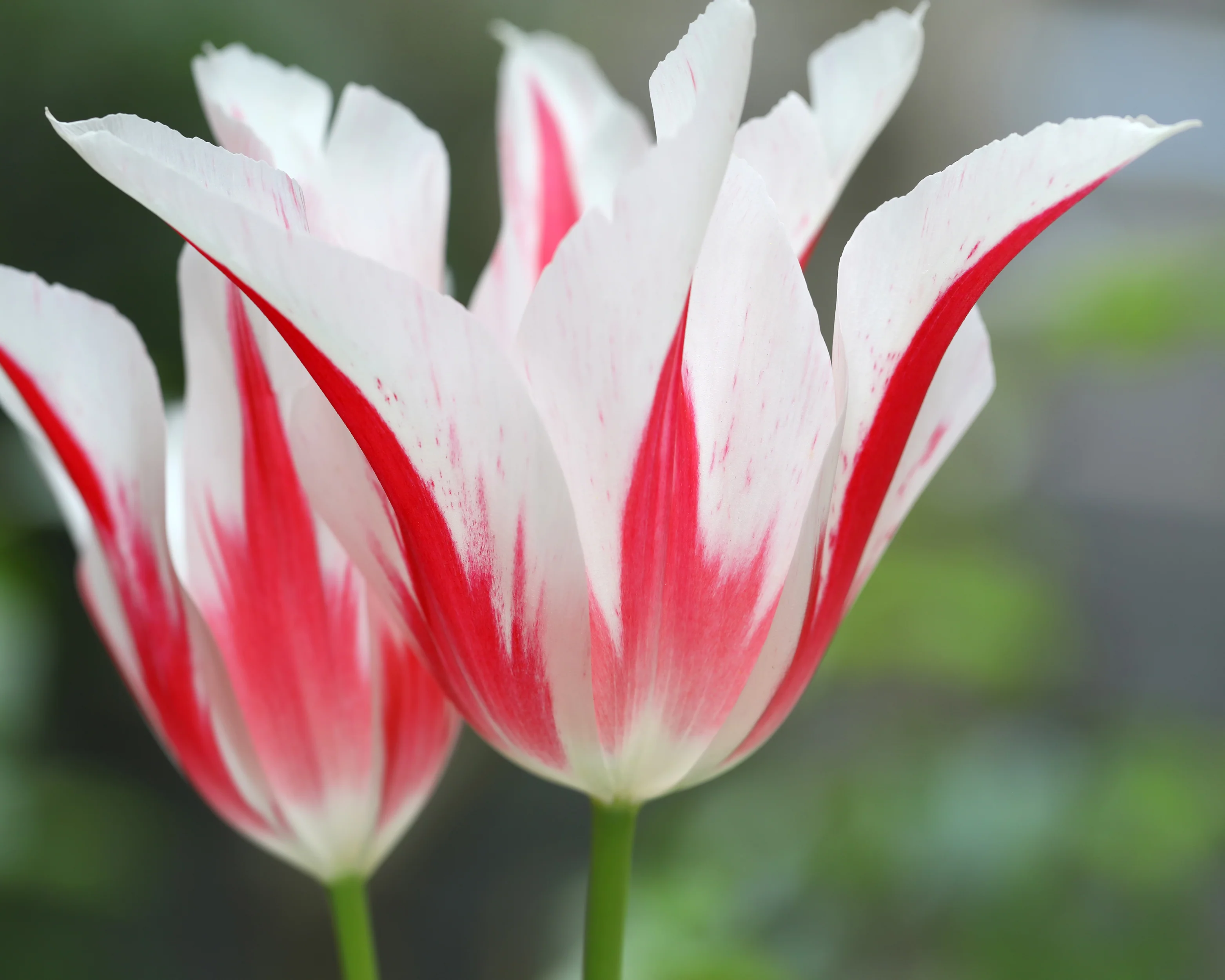 Tulip 'Marilyn' - Image 6
