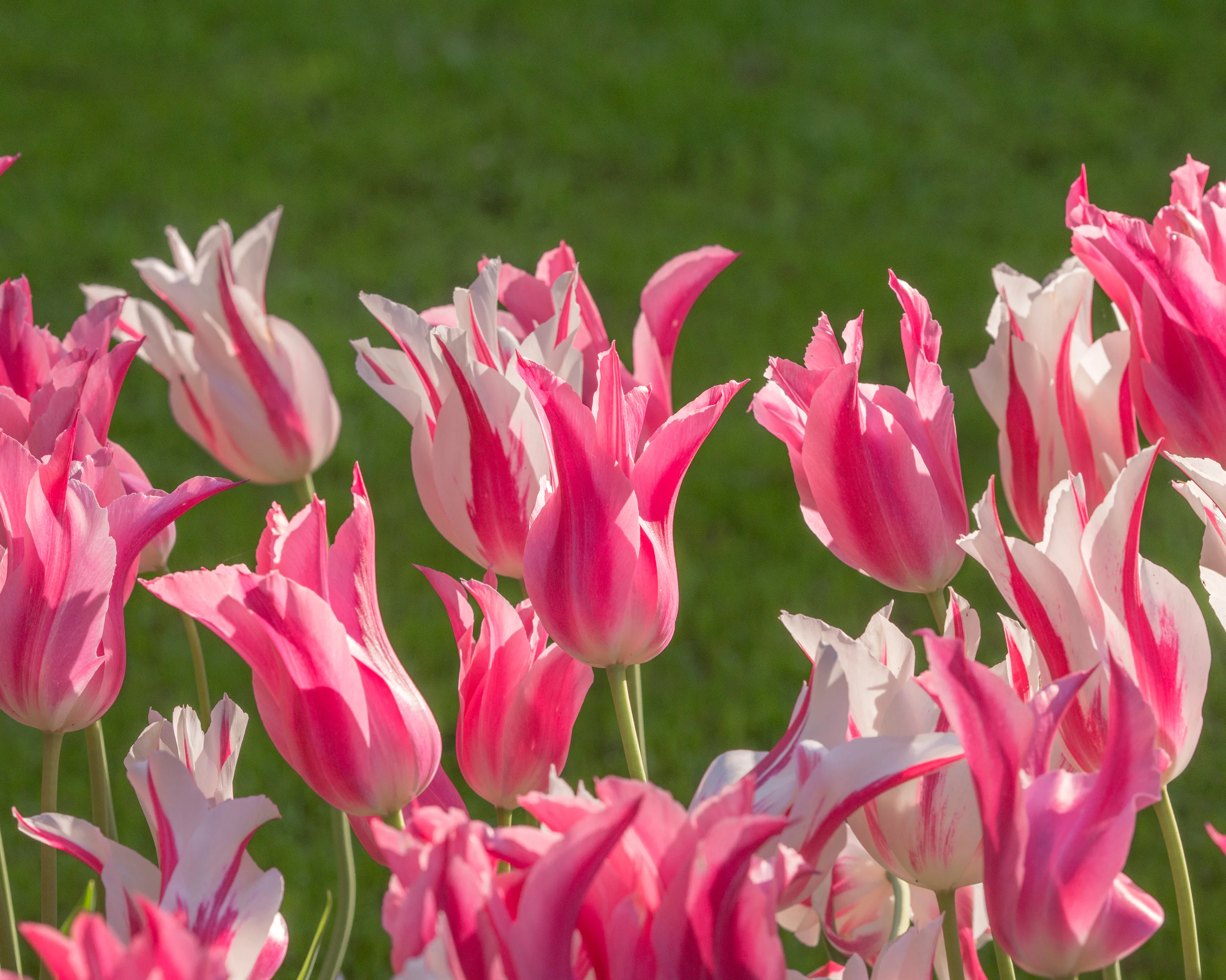 Tulip 'Marilyn' - Image 8