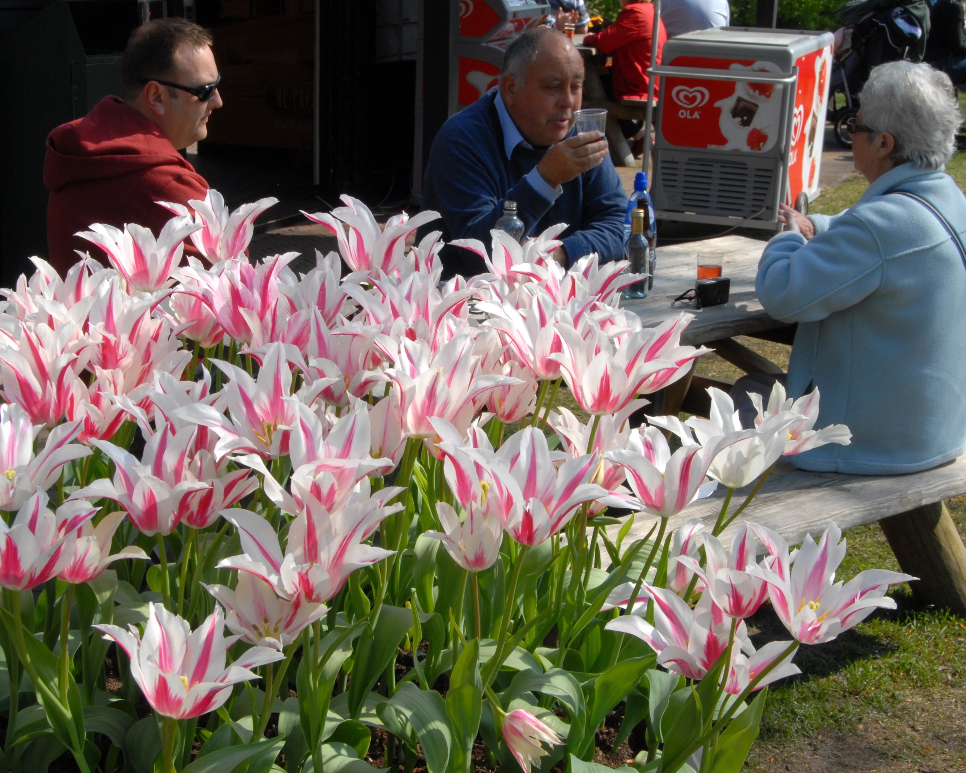 Tulip 'Marilyn' - Image 9