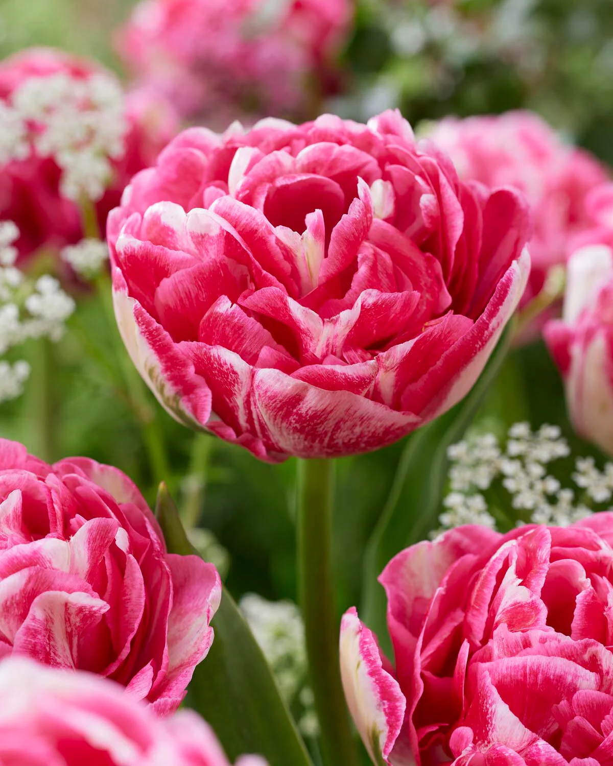 Tulip 'Marshmallow' - Image 11