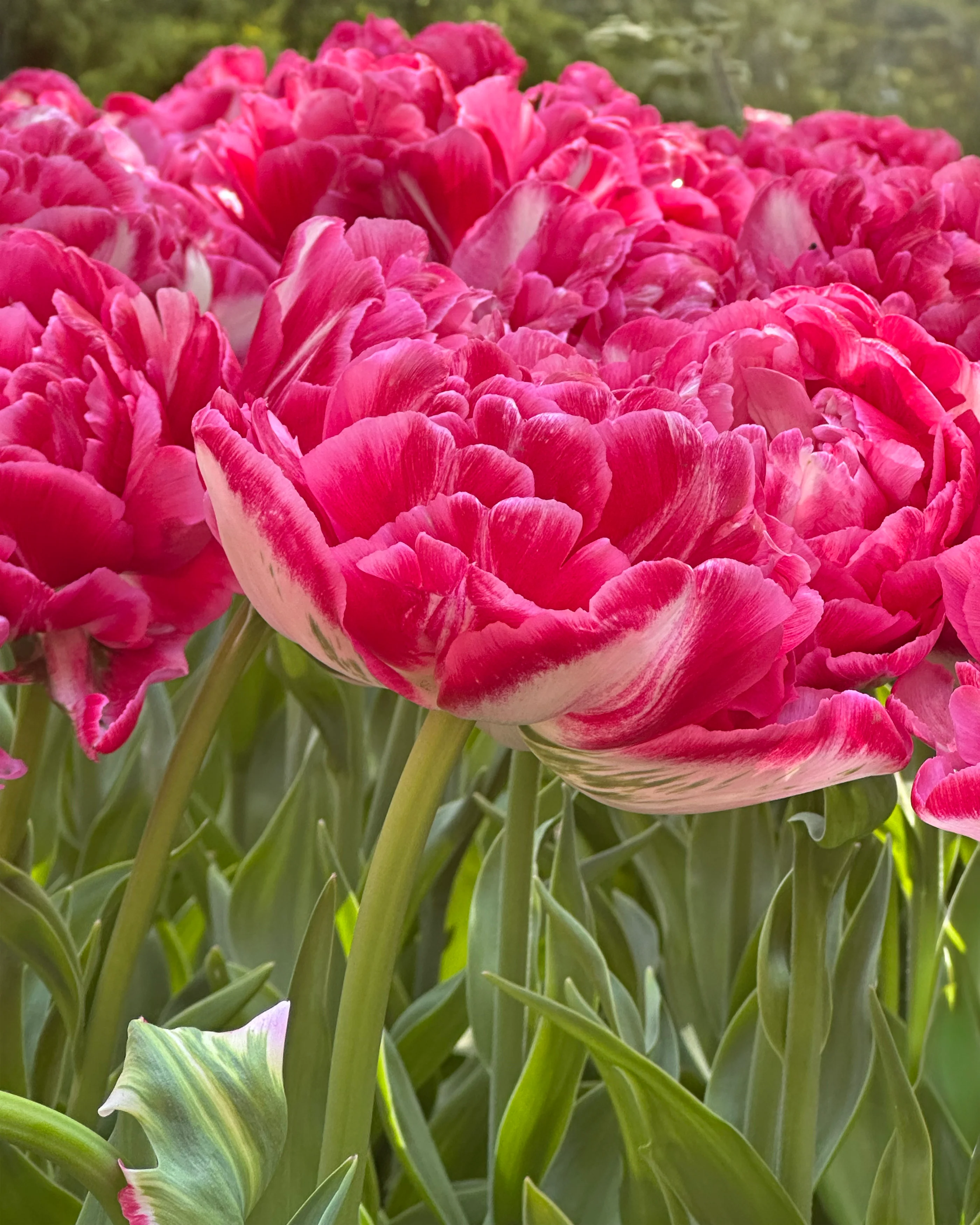 Tulip 'Marshmallow' - Image 3