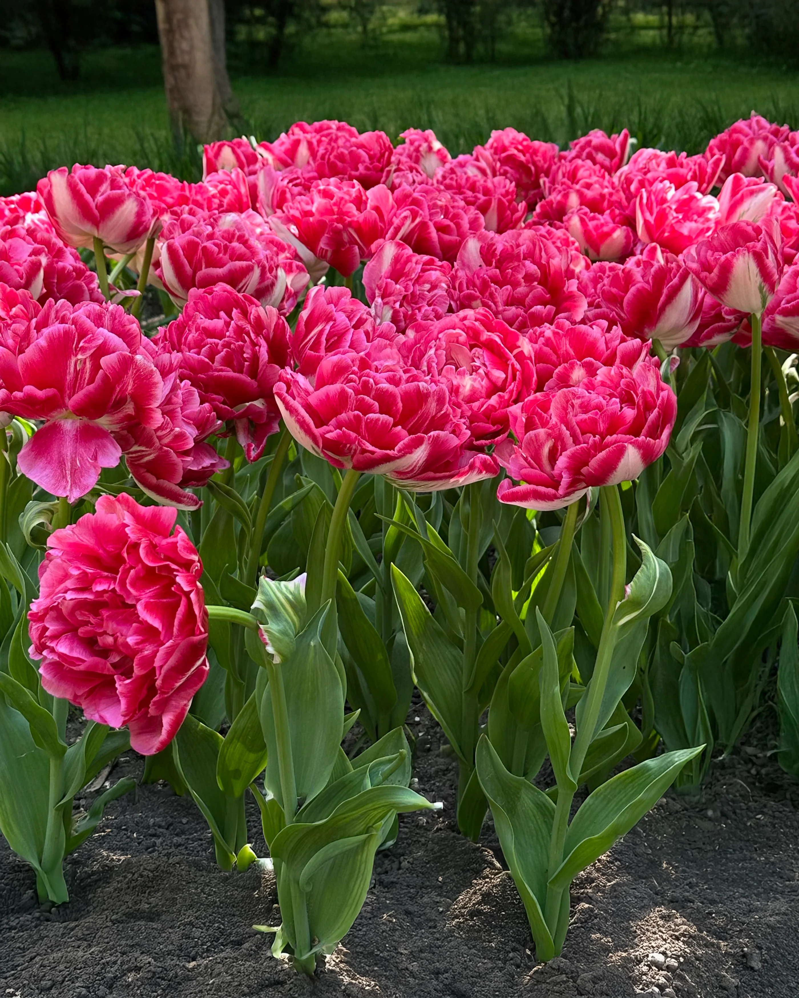 Tulip 'Marshmallow' - Image 4