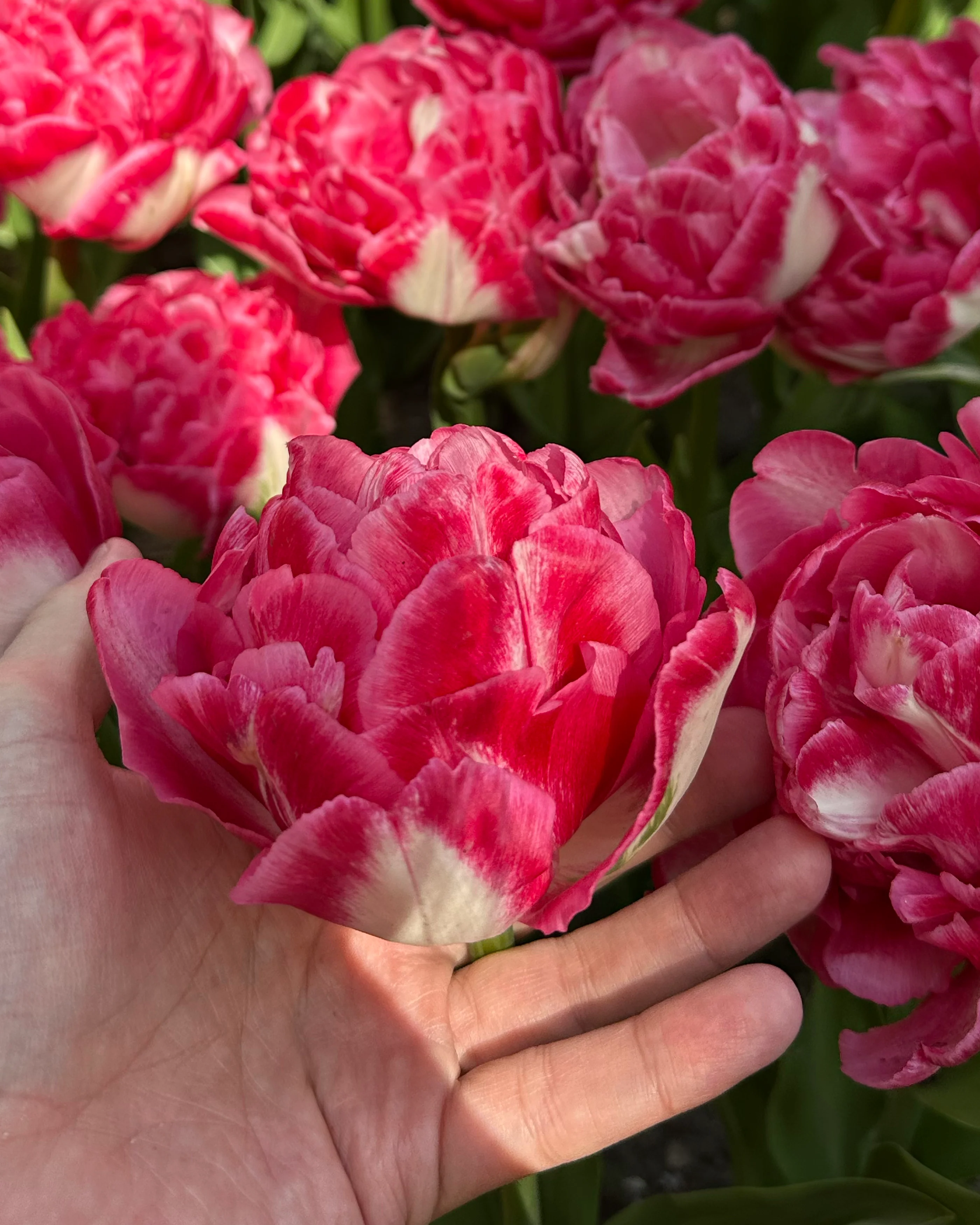 Tulip 'Marshmallow' - Image 5